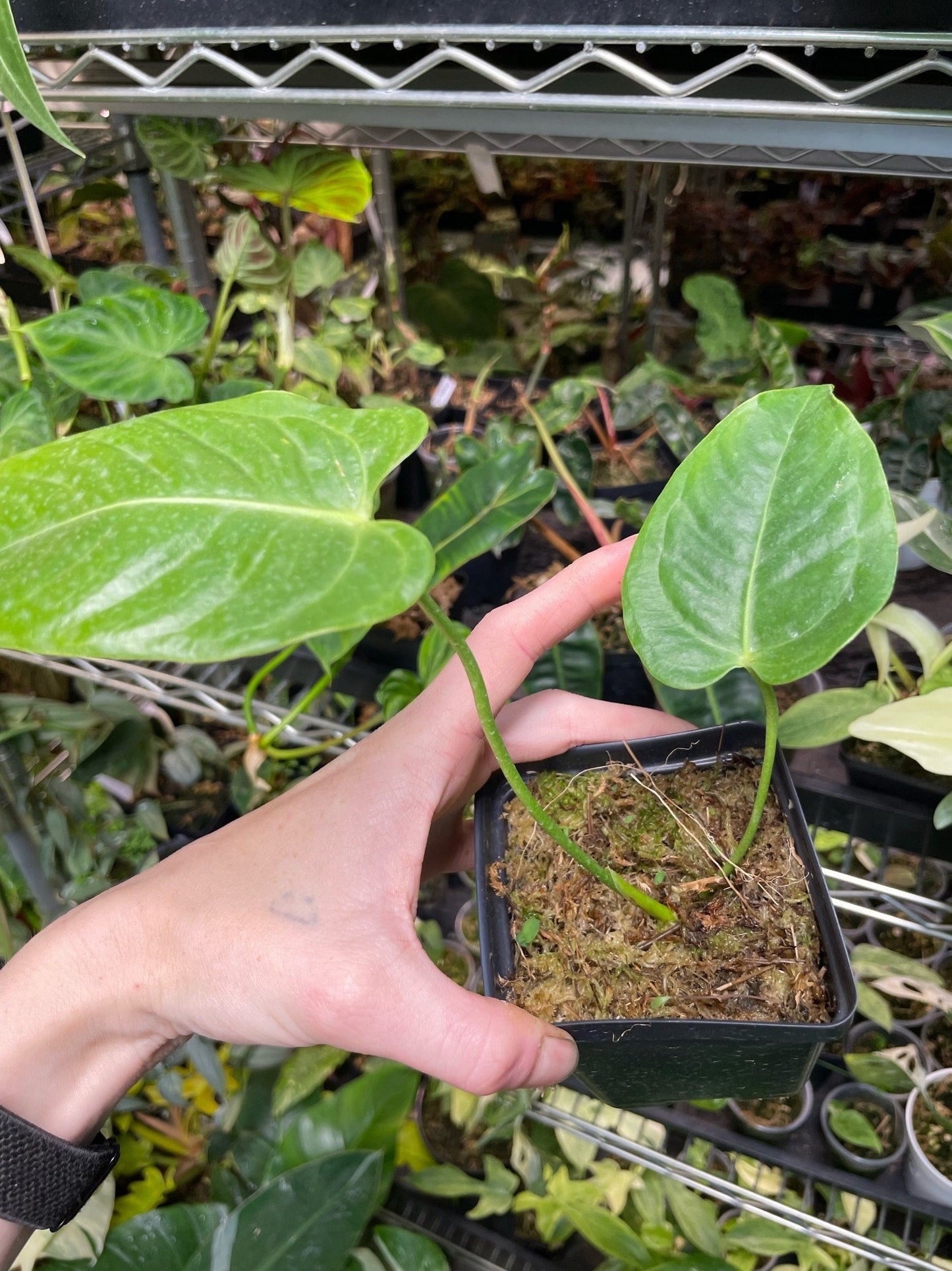 Anthurium Veitchii Small