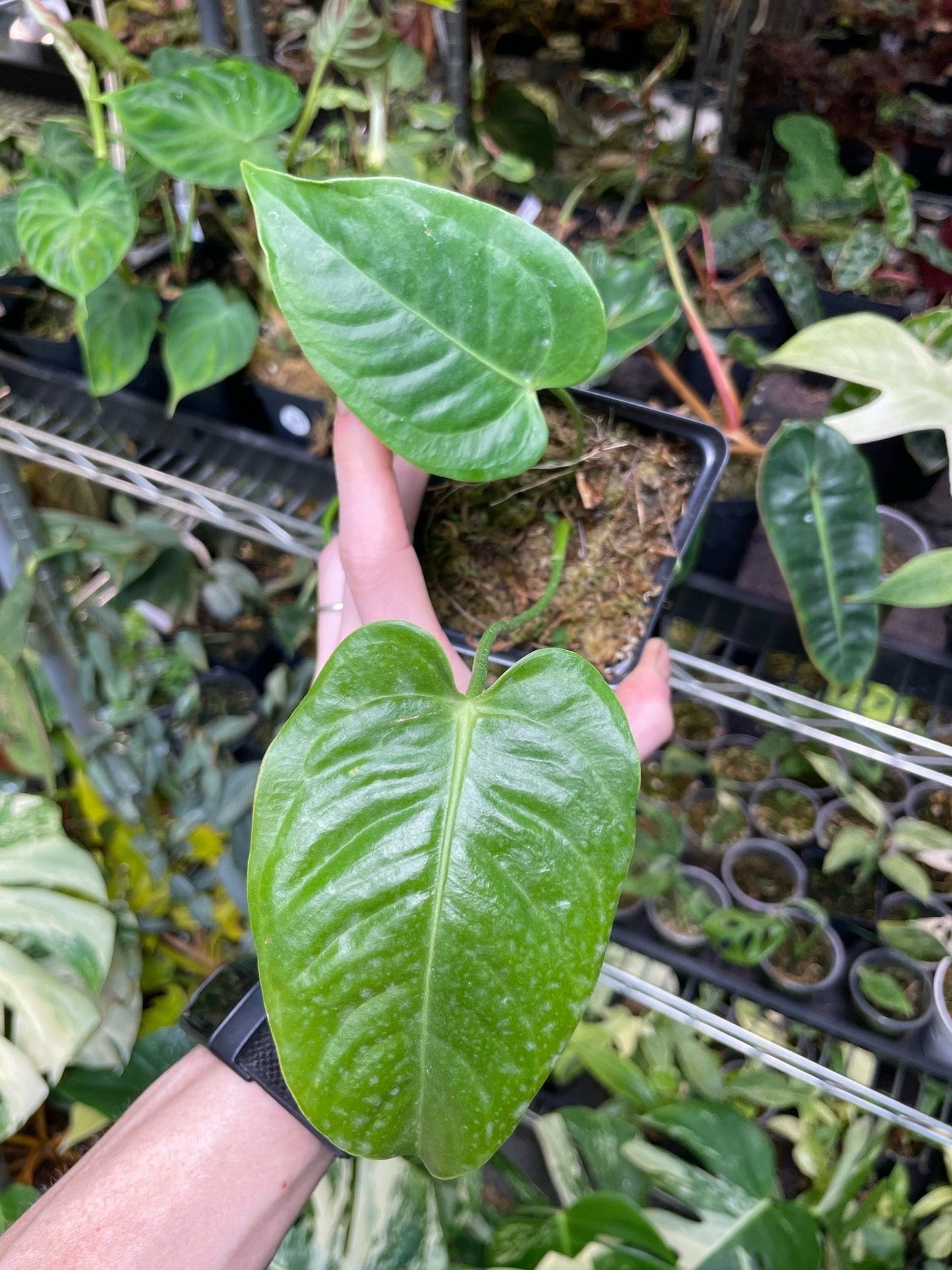 Anthurium Veitchii Small