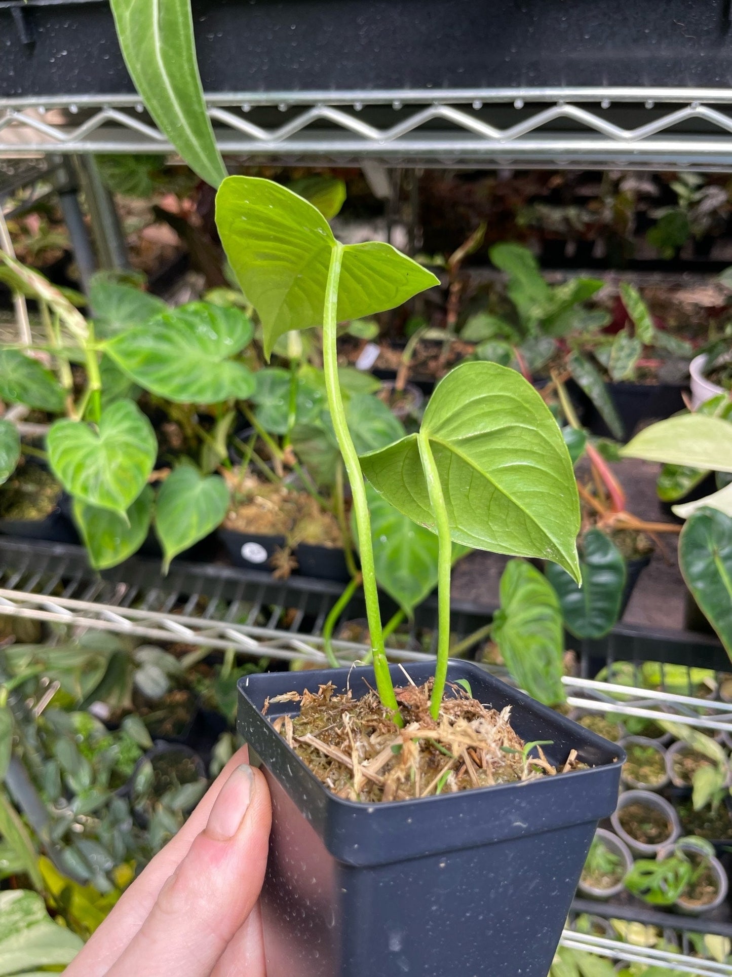 Anthurium Veitchii Small