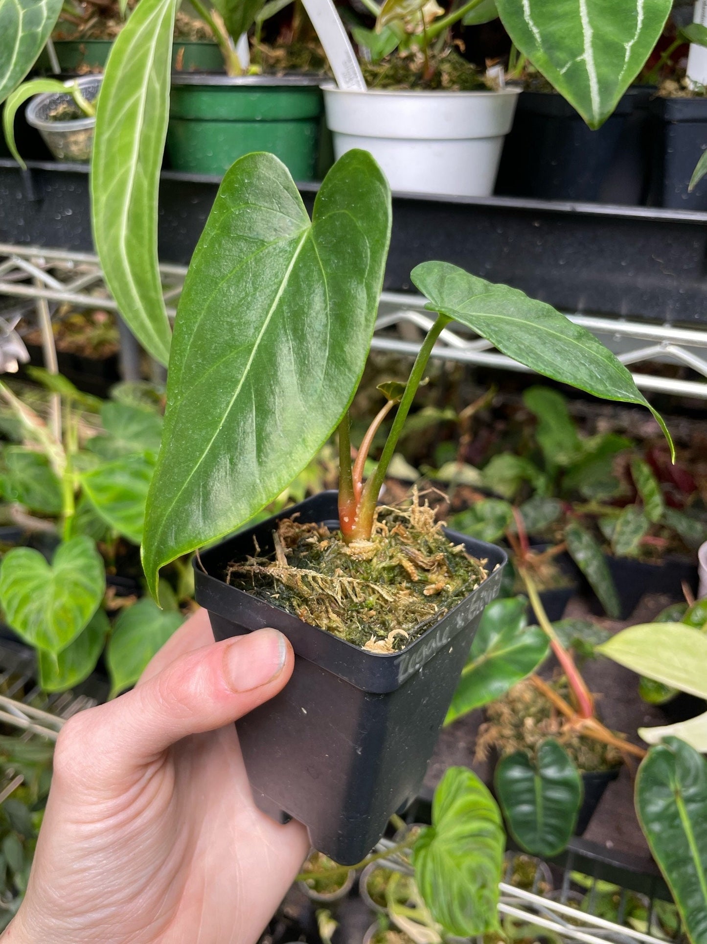 Anthurium Regale x Nigrolaminum Gigi