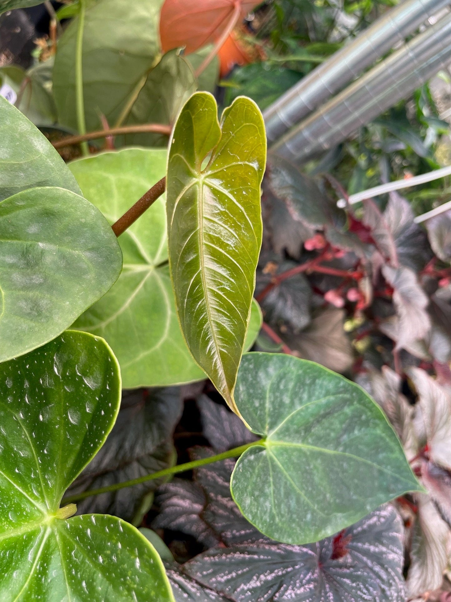 Anthurium Regale x Nigrolaminum Gigi