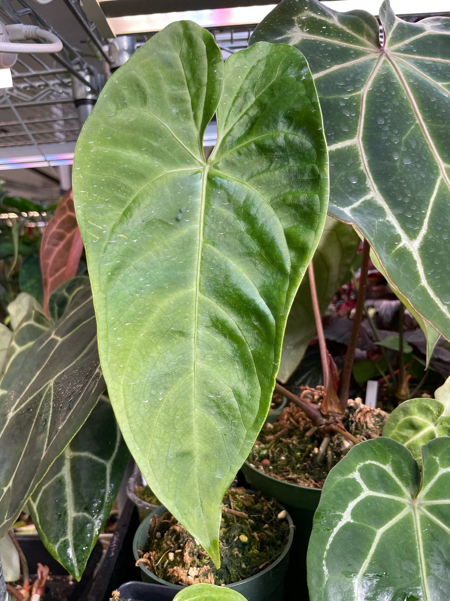 Anthurium Regale x Nigrolaminum Gigi
