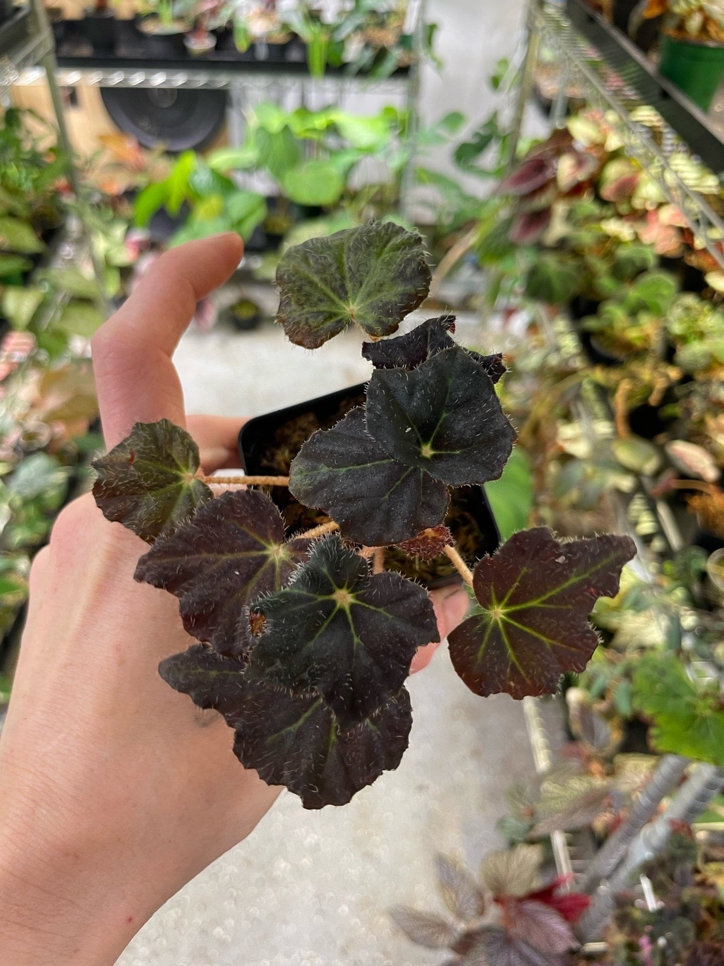 Begonia Hallows Eve