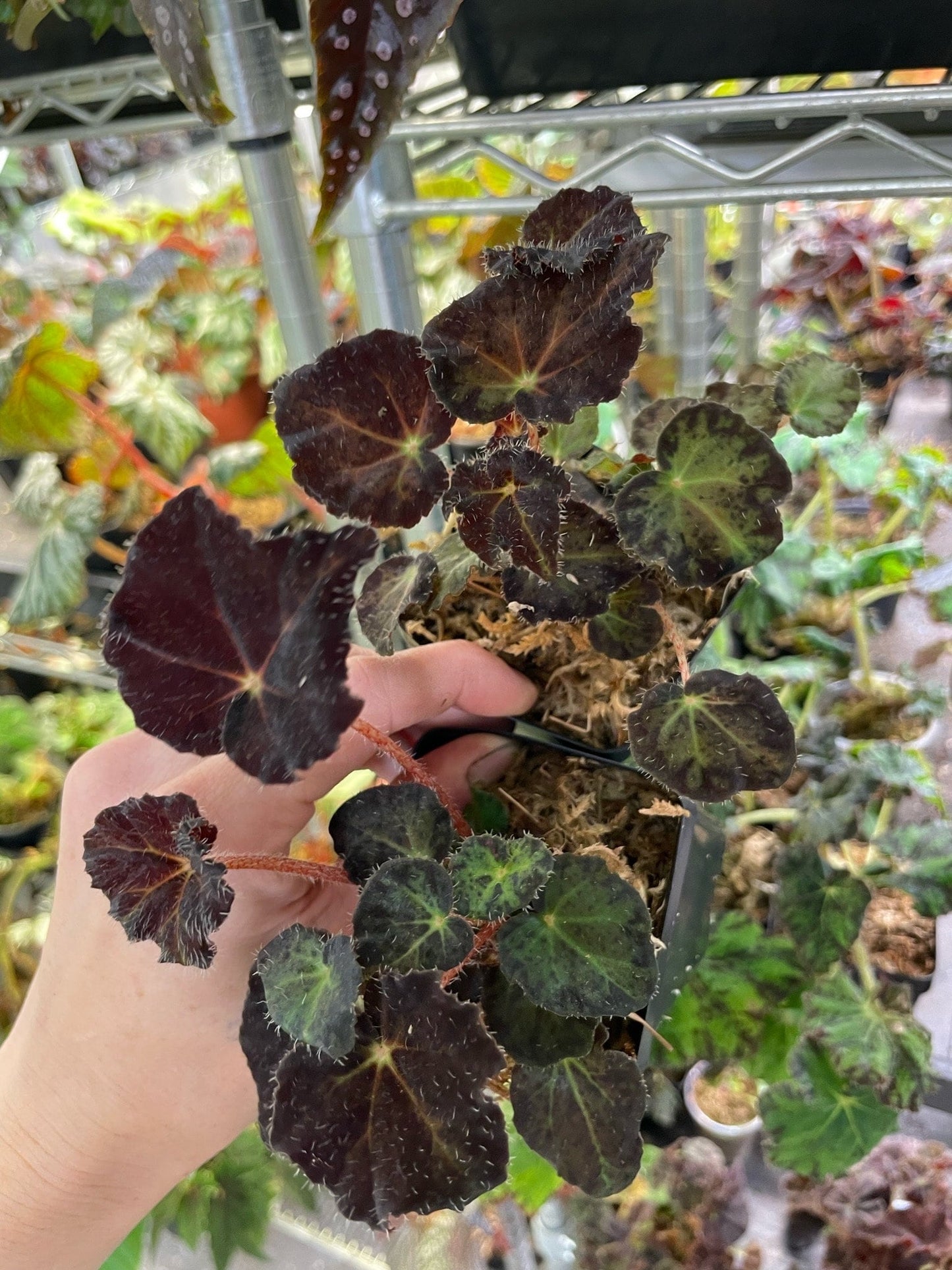 Begonia Hallows Eve