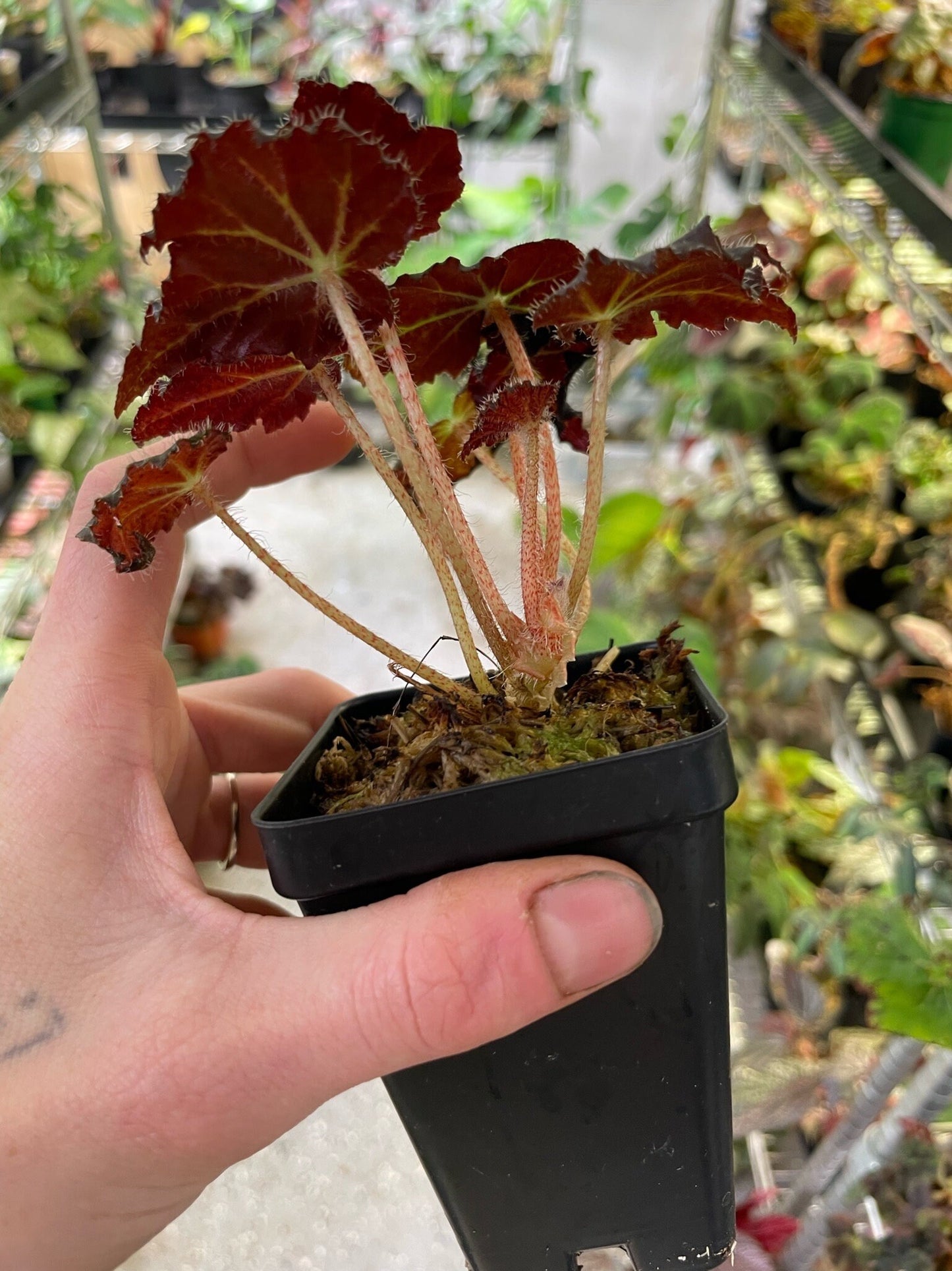 Begonia Hallows Eve