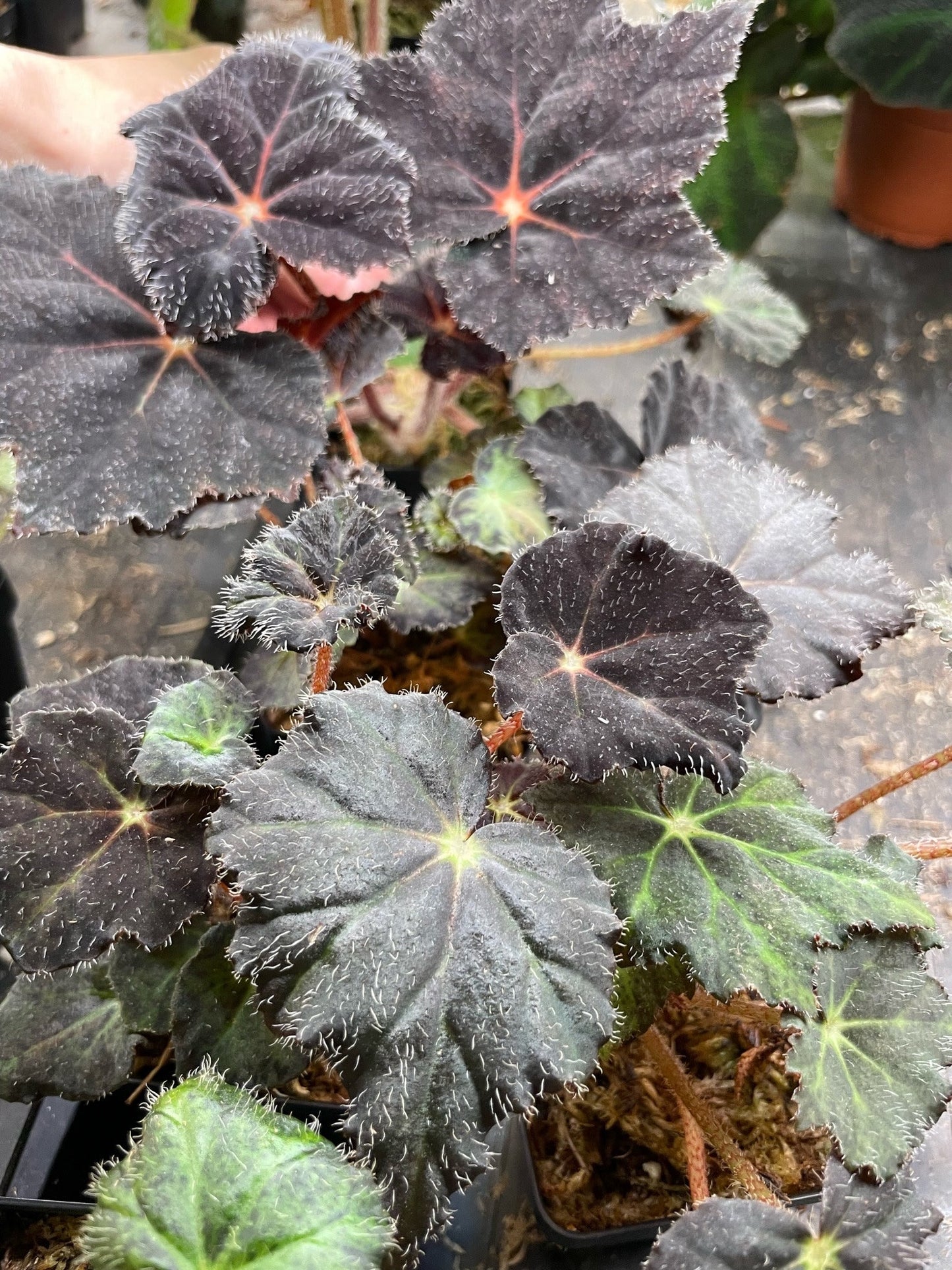 Begonia Hallows Eve