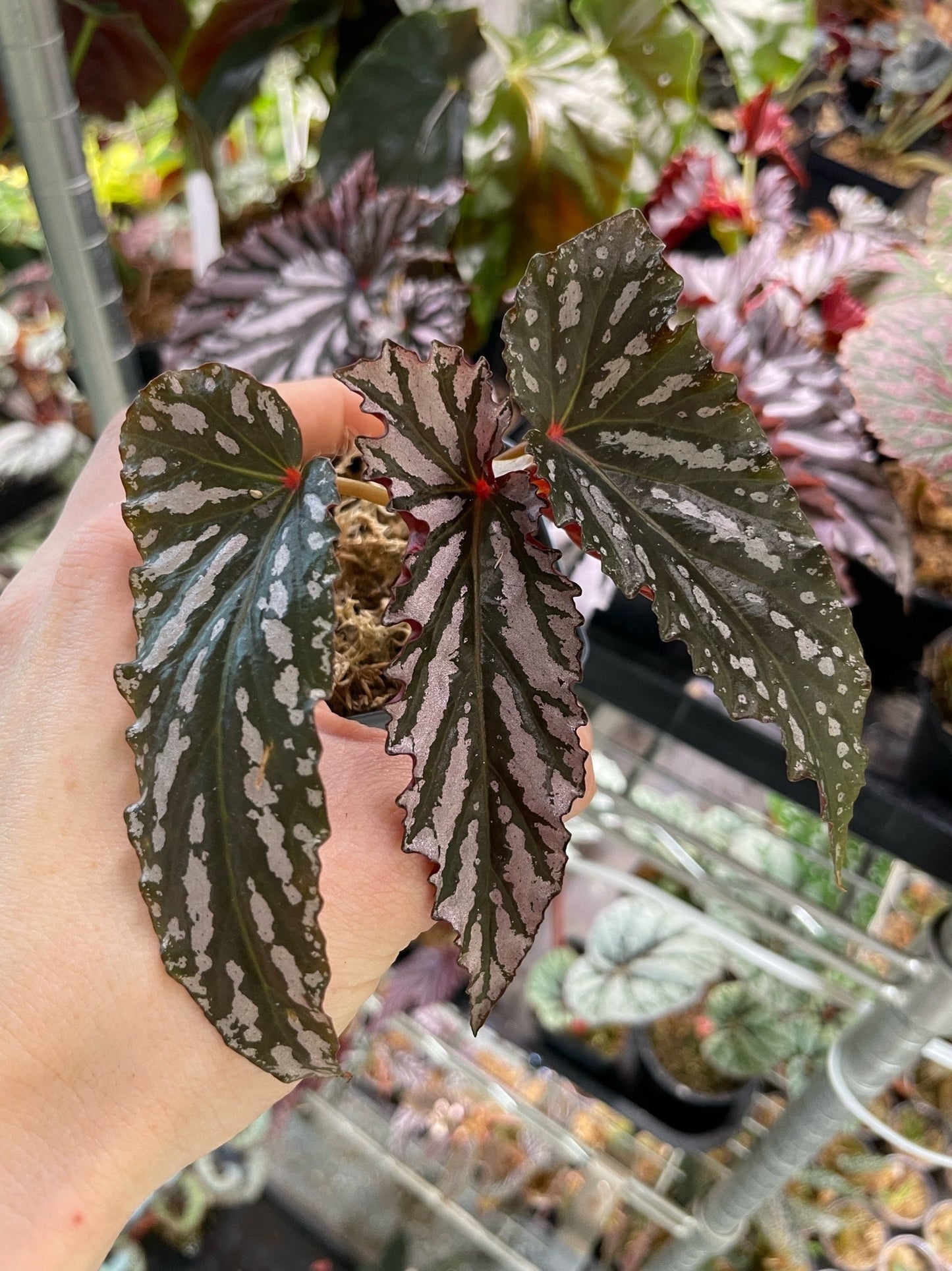 Begonia Guy Savard