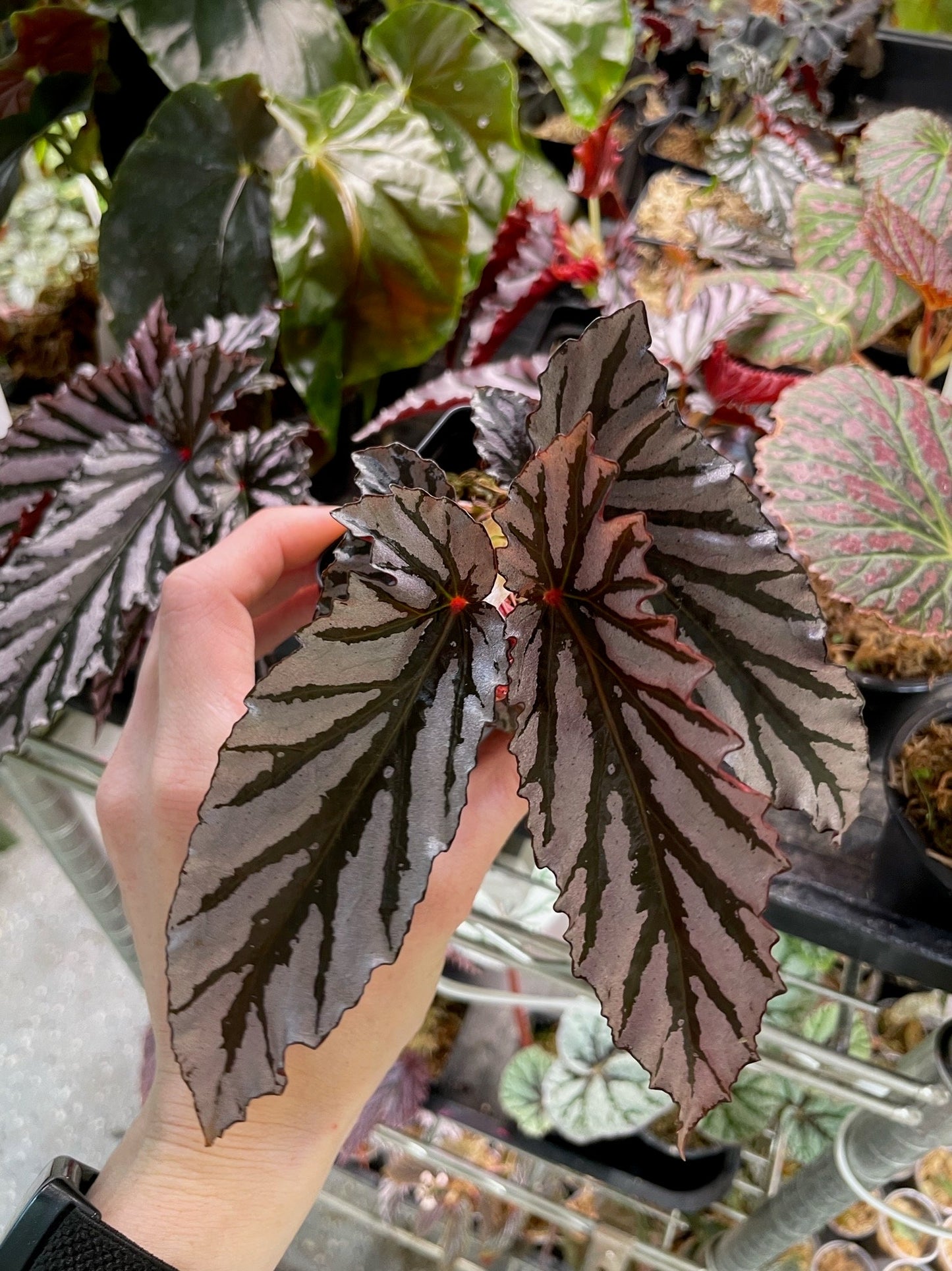 Begonia Guy Savard