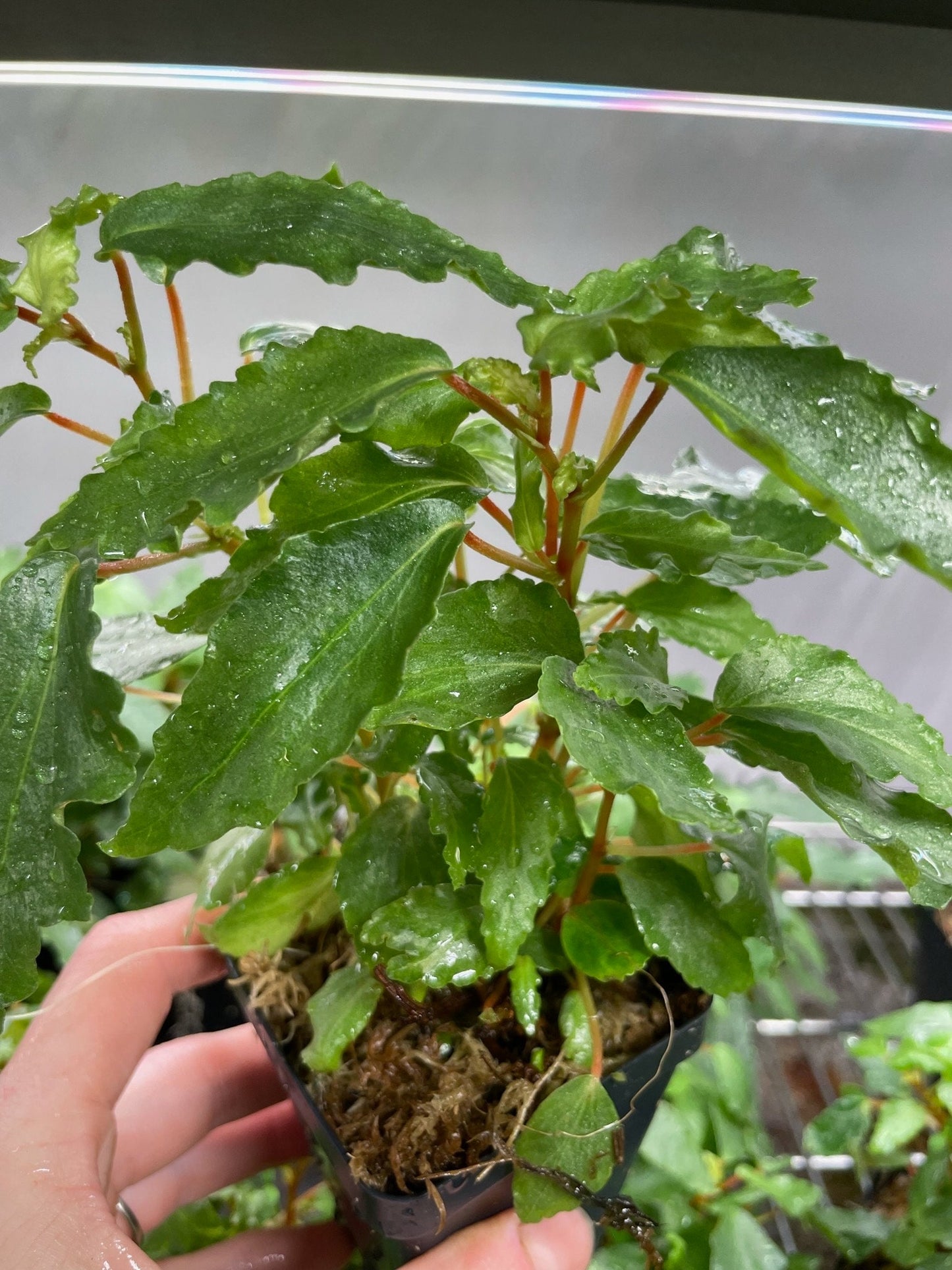 Begonia Cubensis