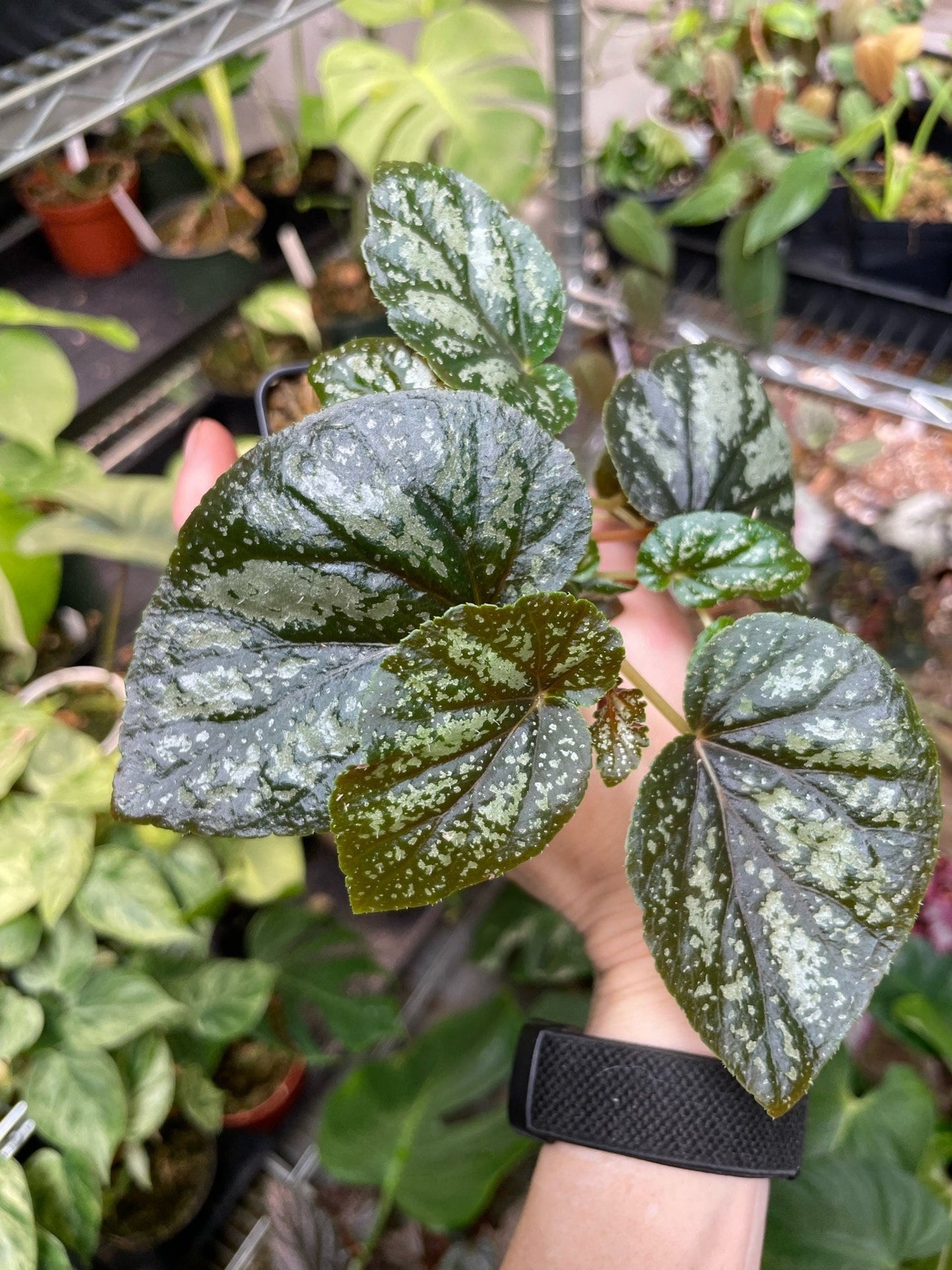 Begonia U168