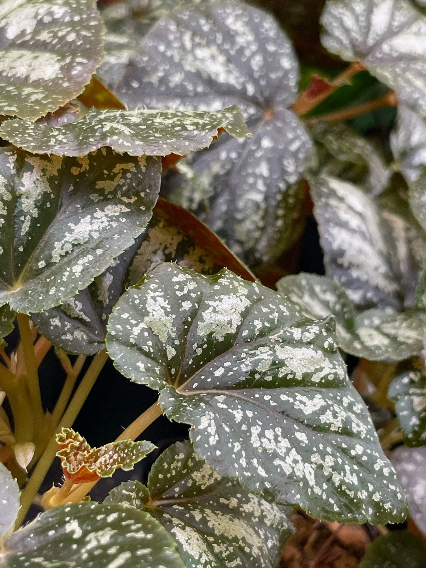 Begonia U168