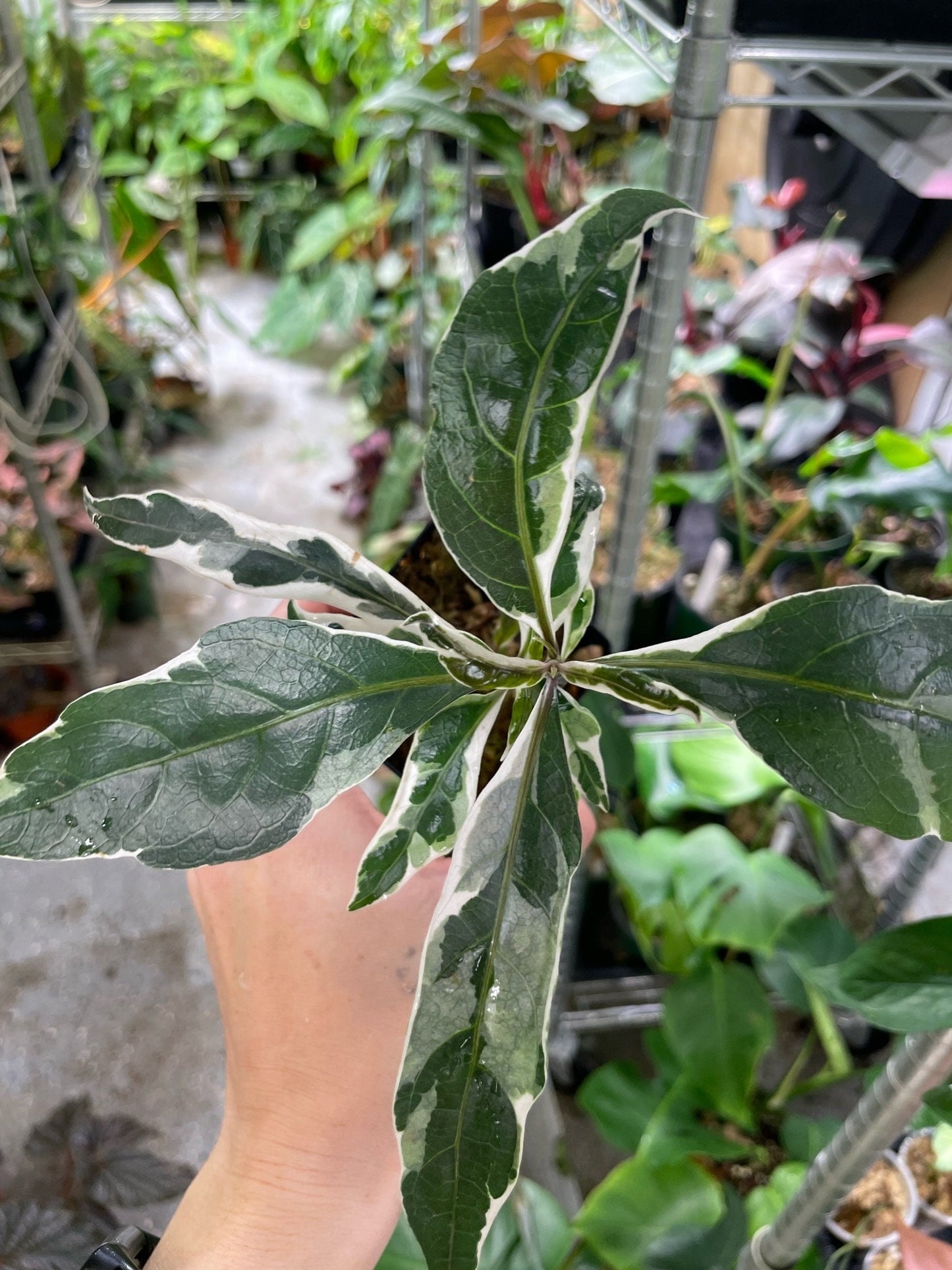 Pseuderanthemum Stainless Steel