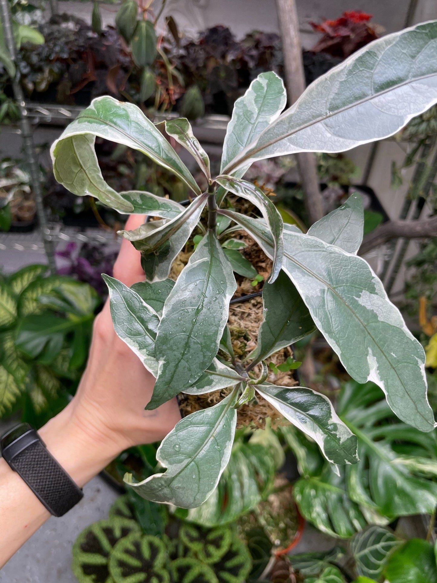 Pseuderanthemum Stainless Steel