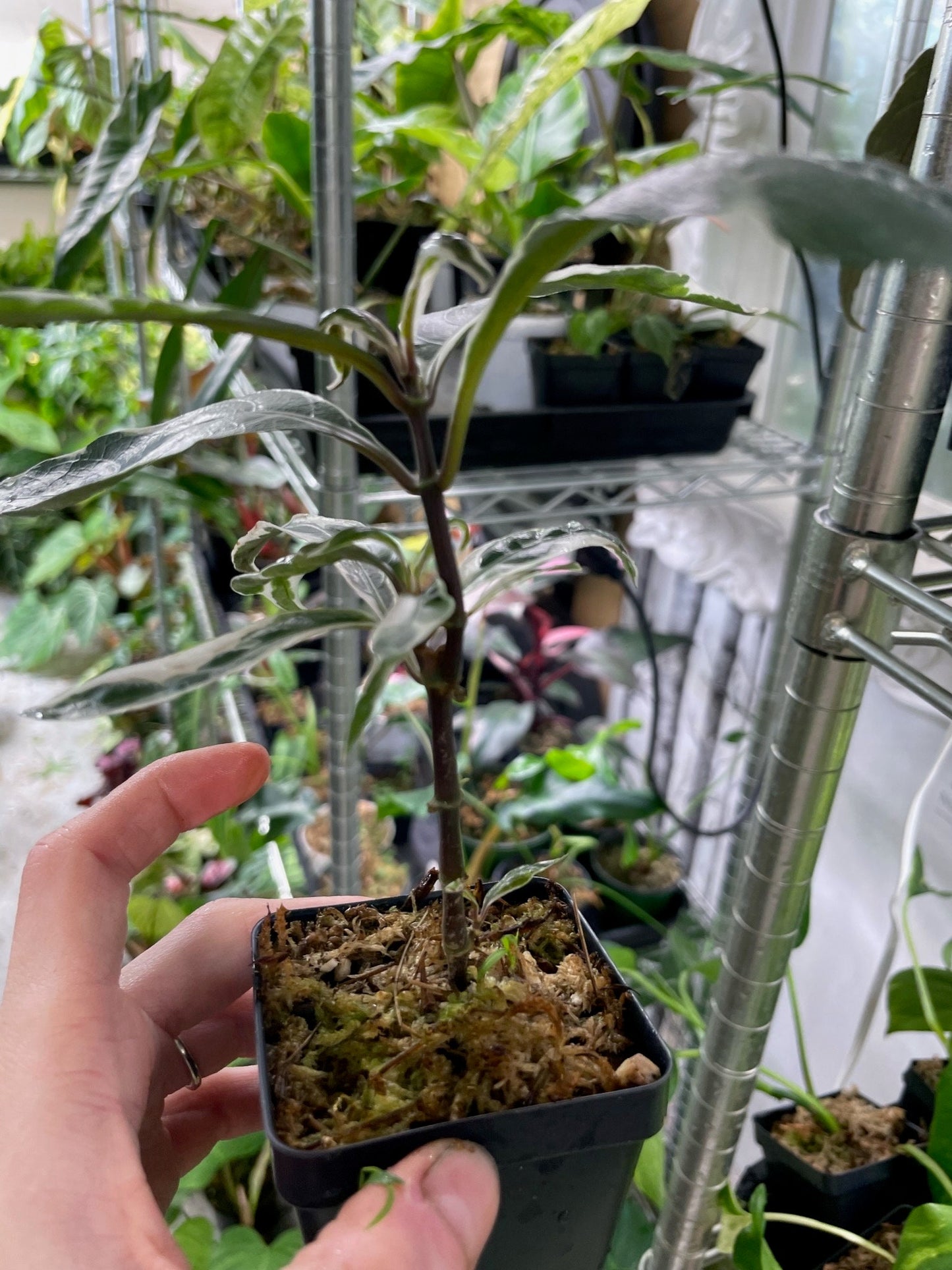 Pseuderanthemum Stainless Steel