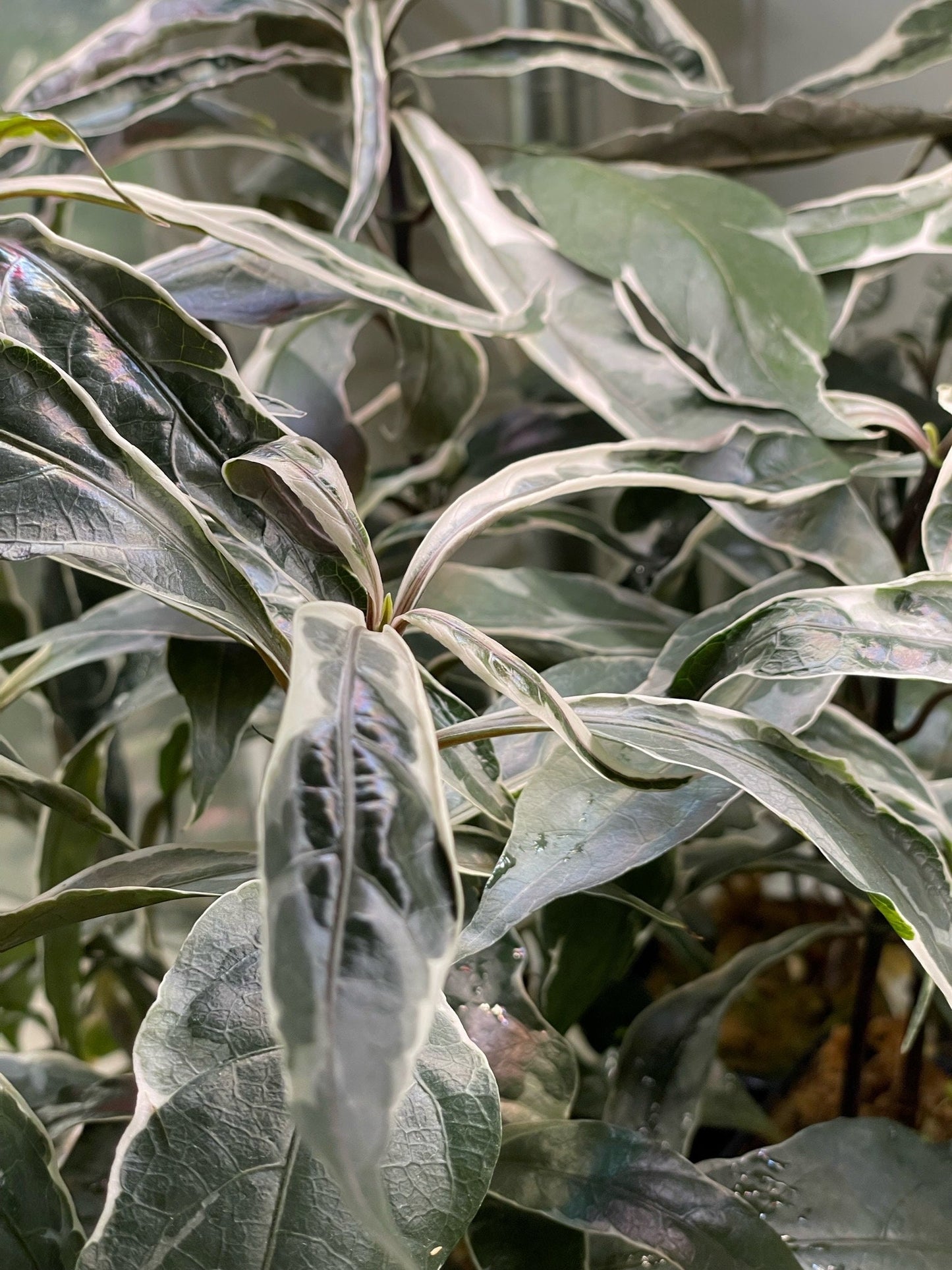 Pseuderanthemum Stainless Steel