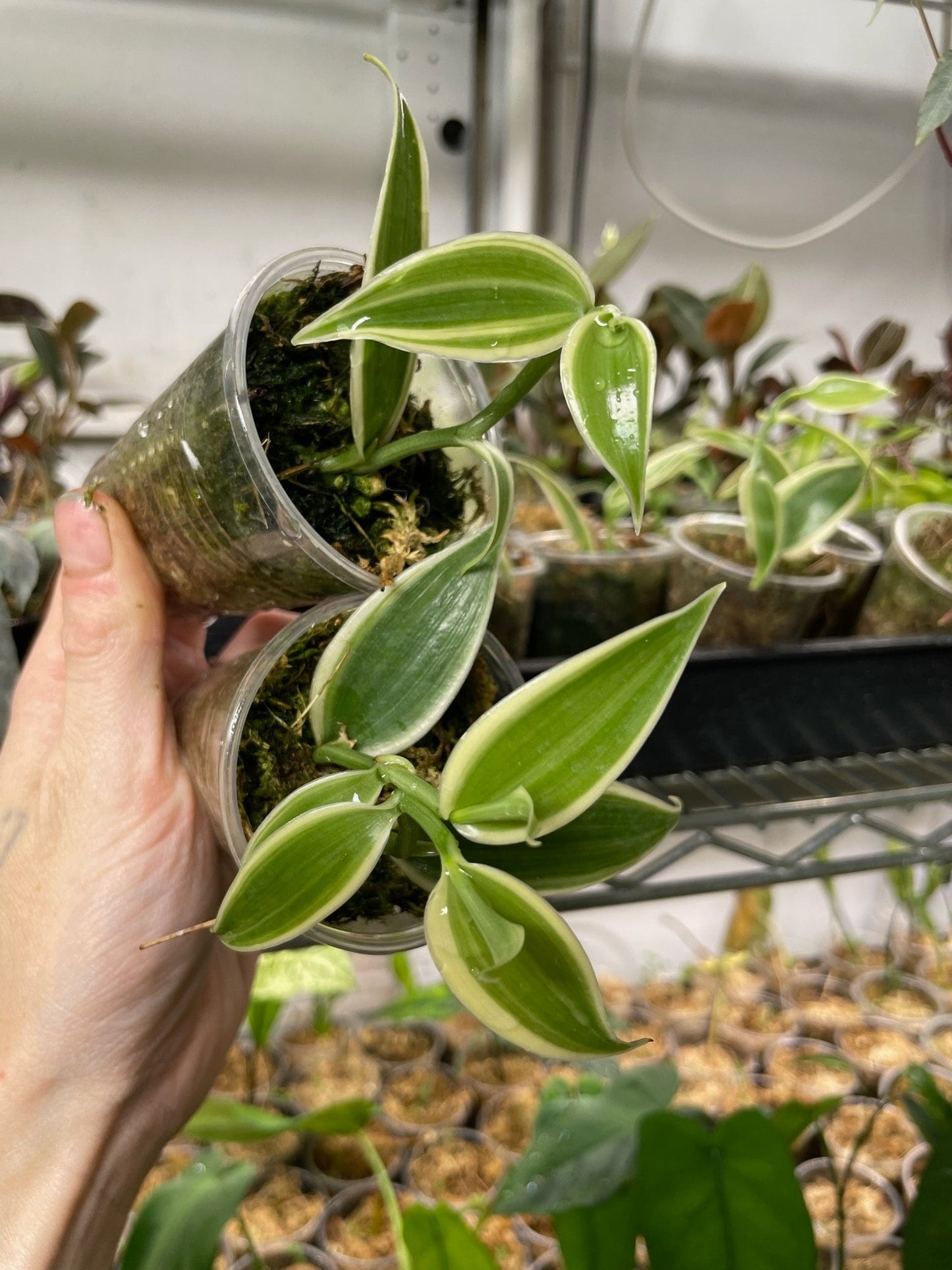 Variegated Vanilla Orchid Planifolia Variegata