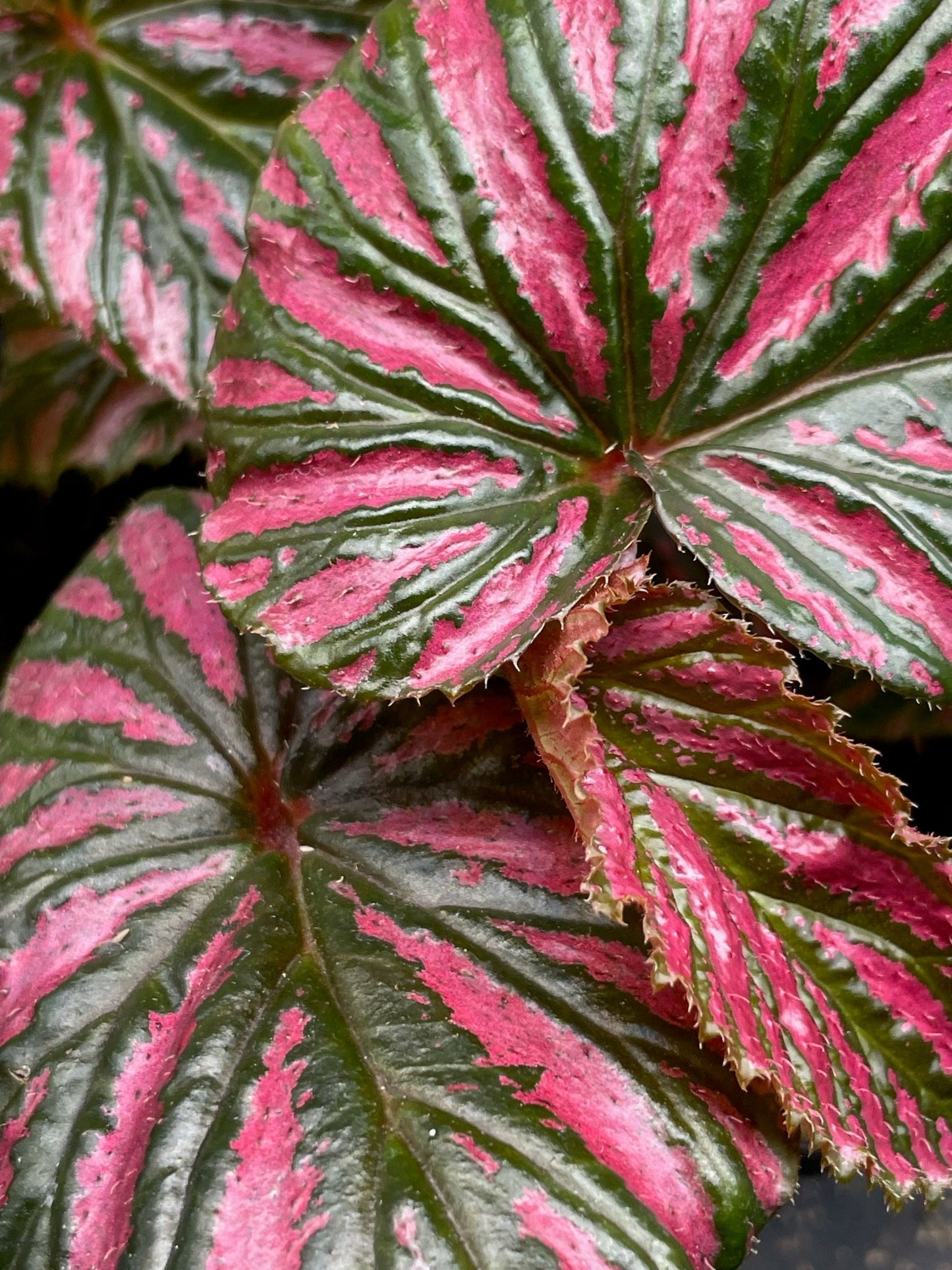 Begonia Brevirmosa