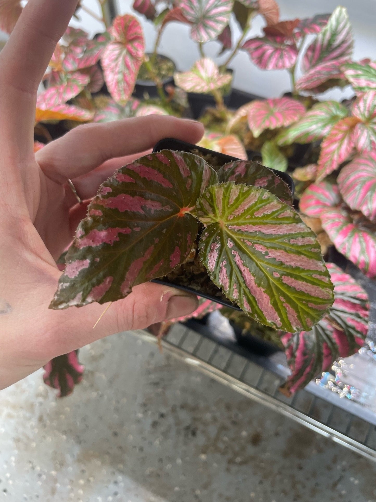 Begonia Brevirmosa