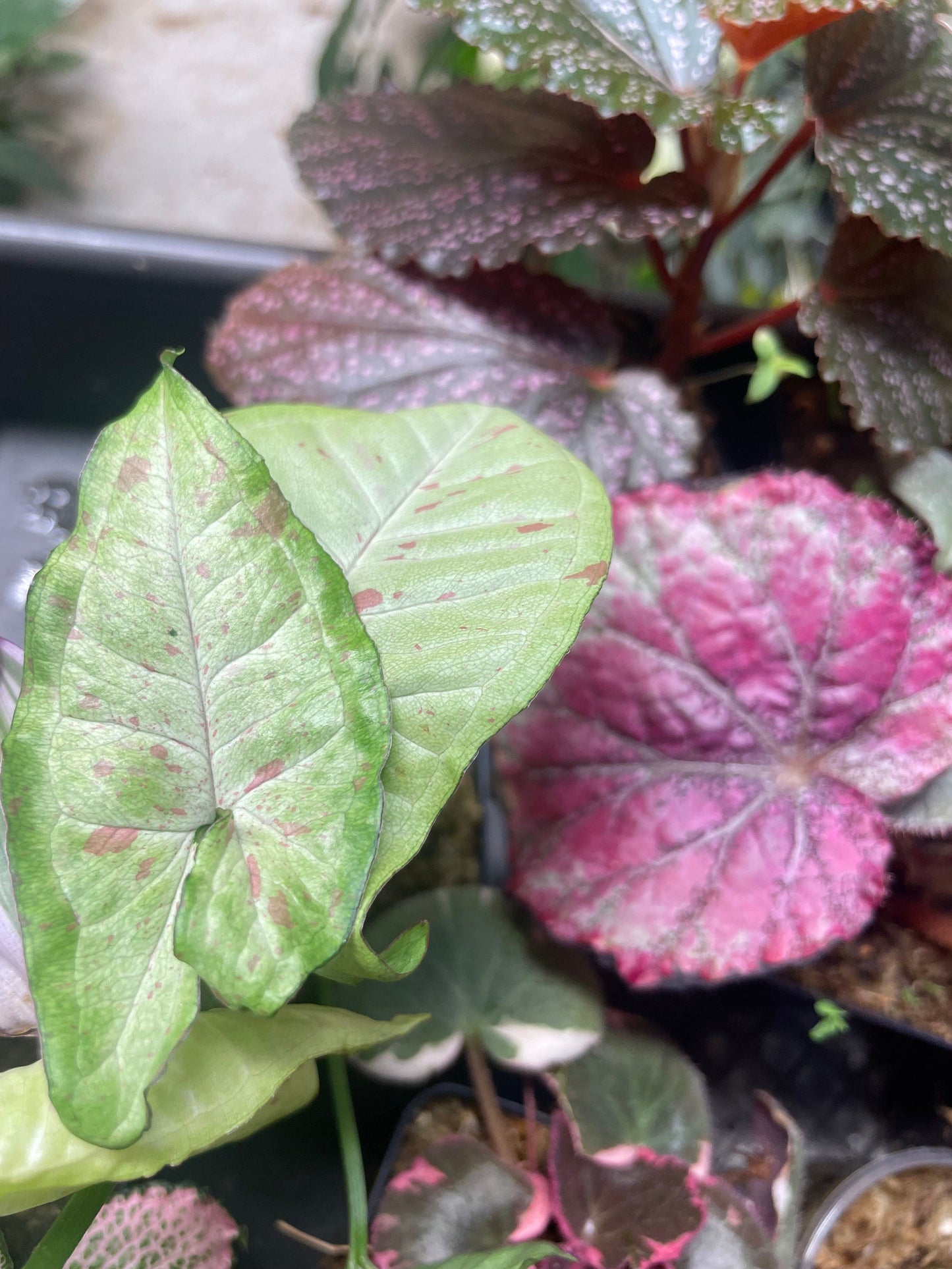 Pink House Plant Bundle