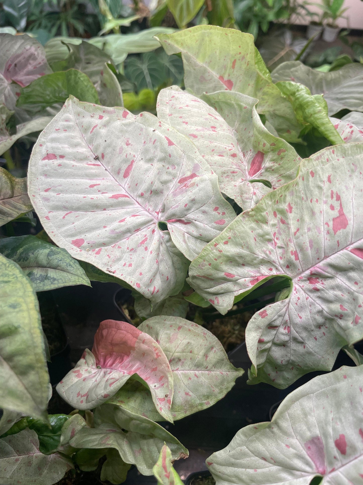 Pink House Plant Bundle