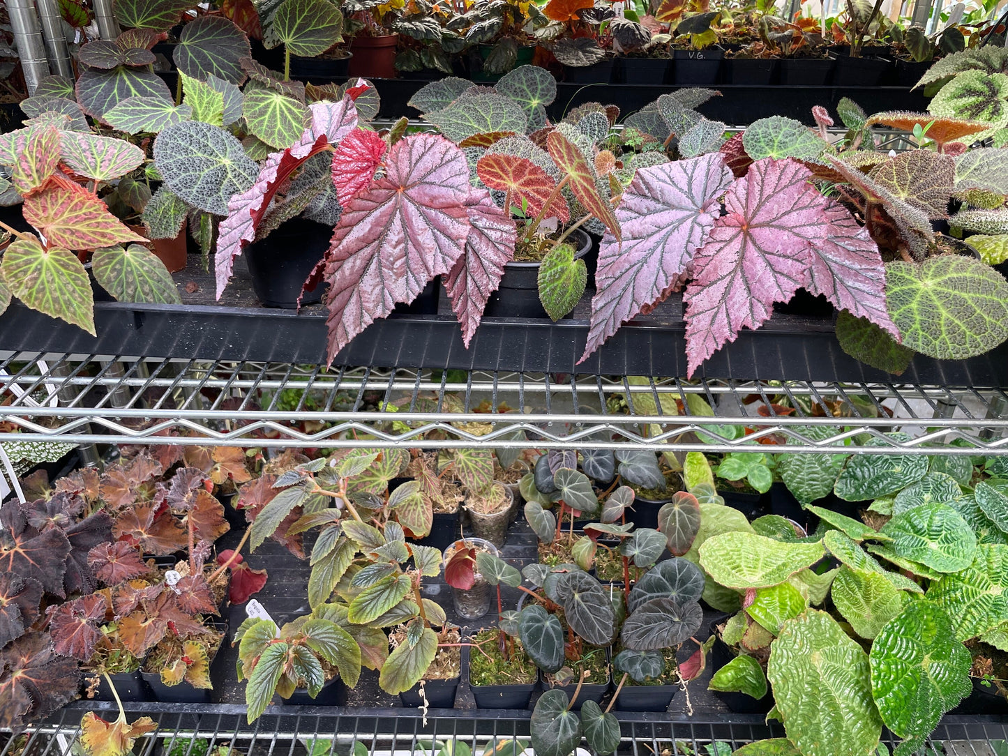 Begonia Bundle