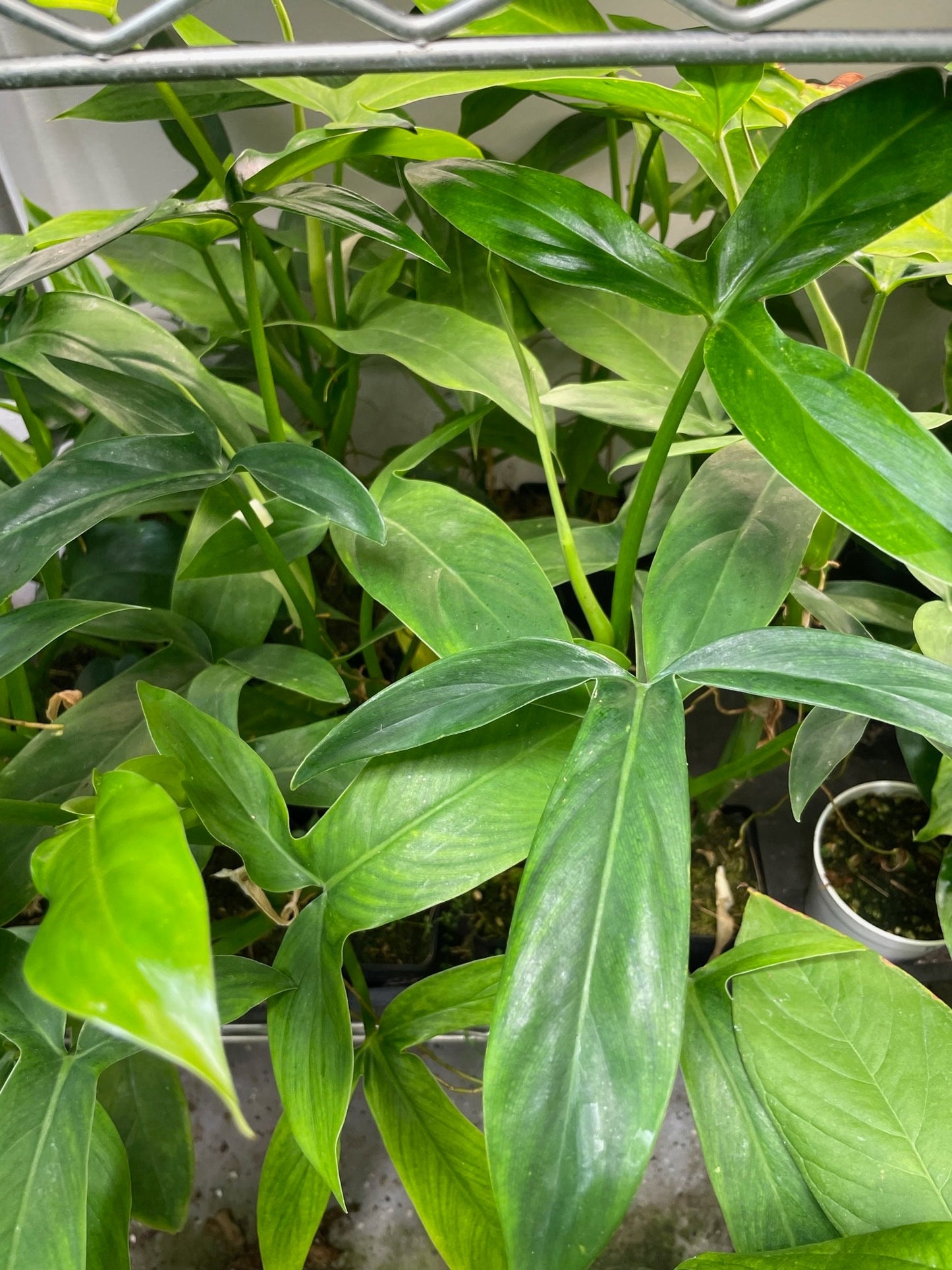 Philodendron Tripartitum Small