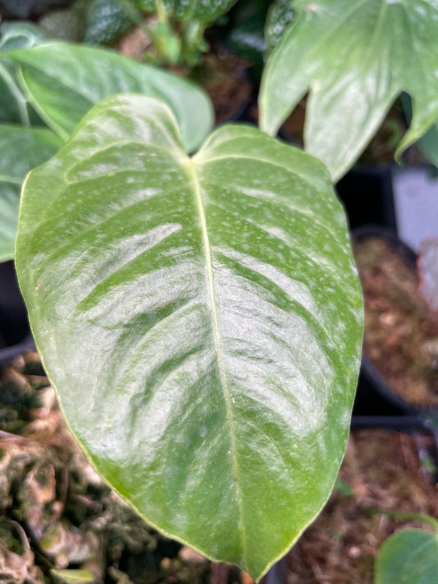 Anthurium Veitchii Small