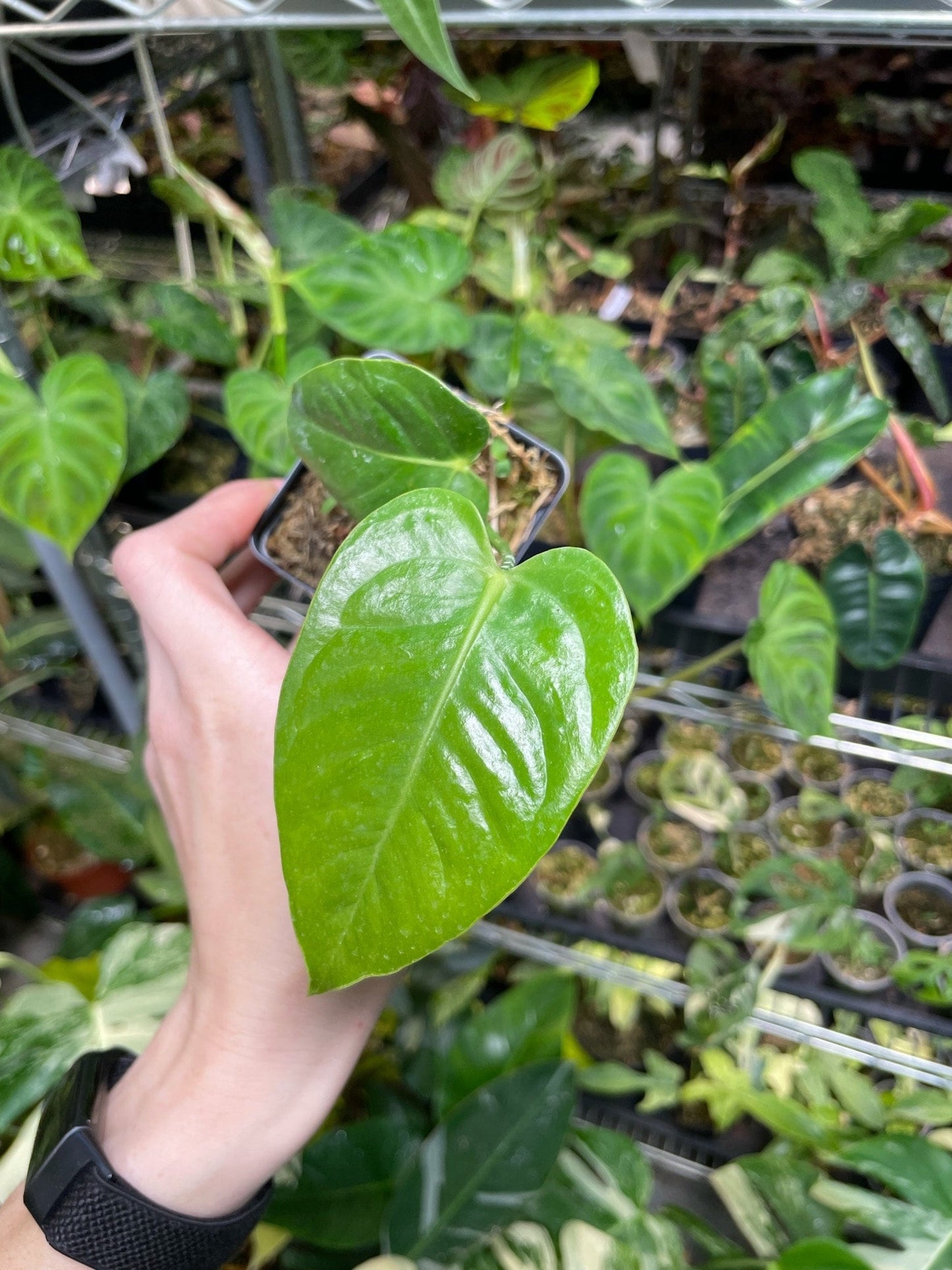 Anthurium Veitchii Small