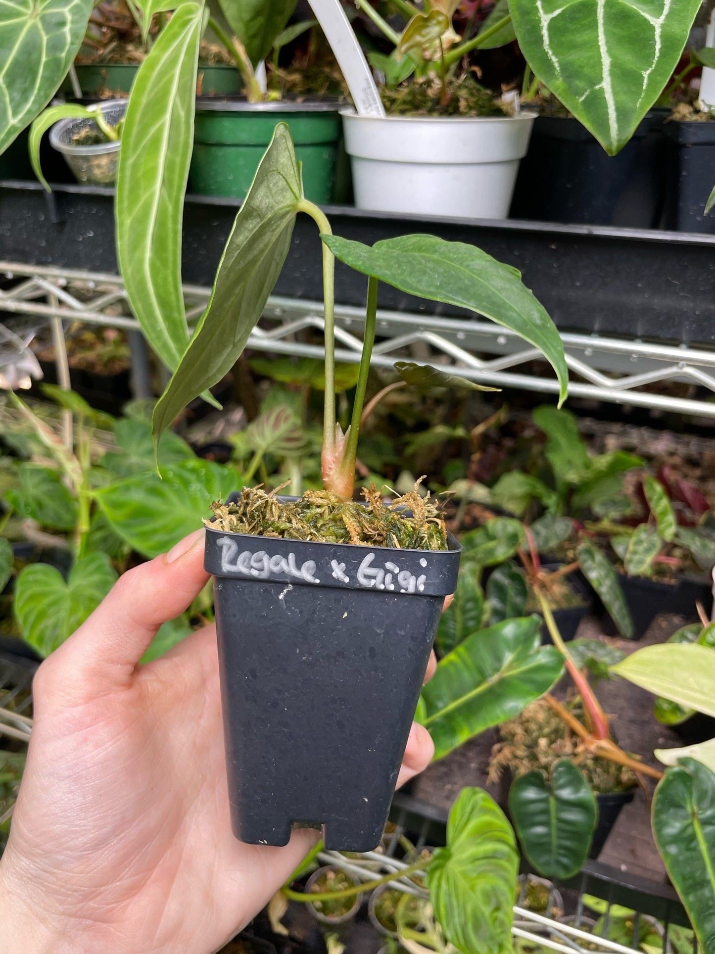 Anthurium Regale x Nigrolaminum Gigi