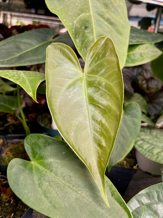 Anthurium Regale x Nigrolaminum Gigi