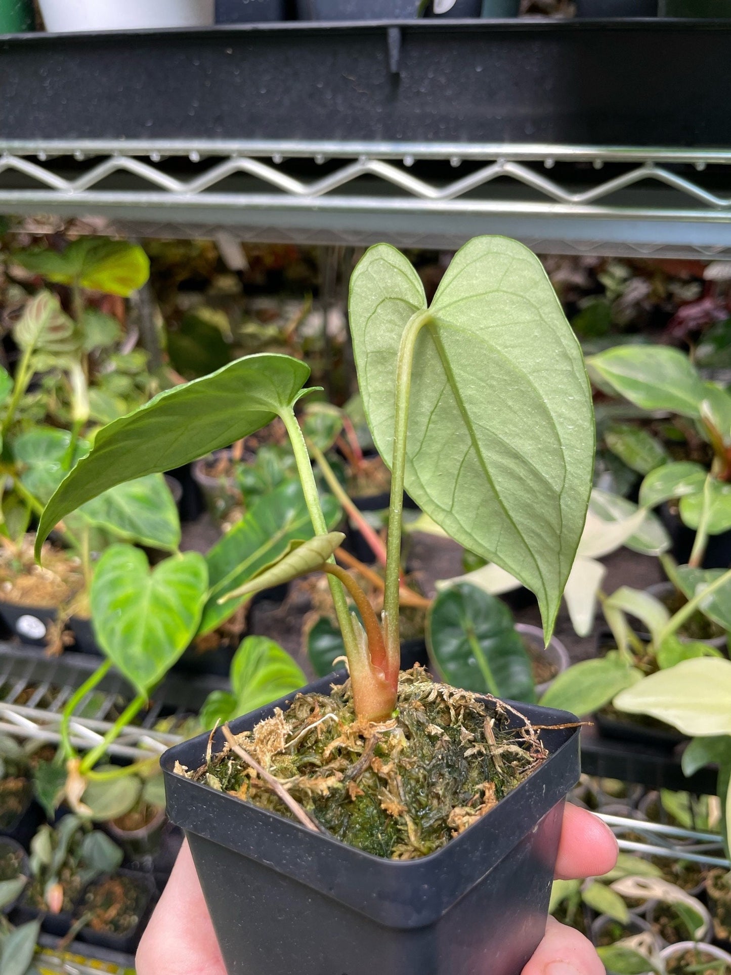 Anthurium Regale x Nigrolaminum Gigi