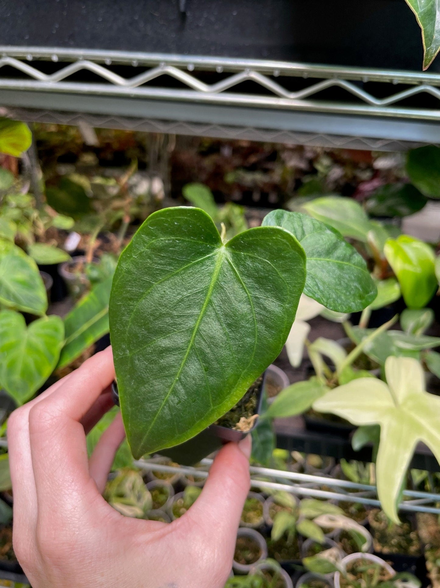 Anthurium Regale x Nigrolaminum Gigi