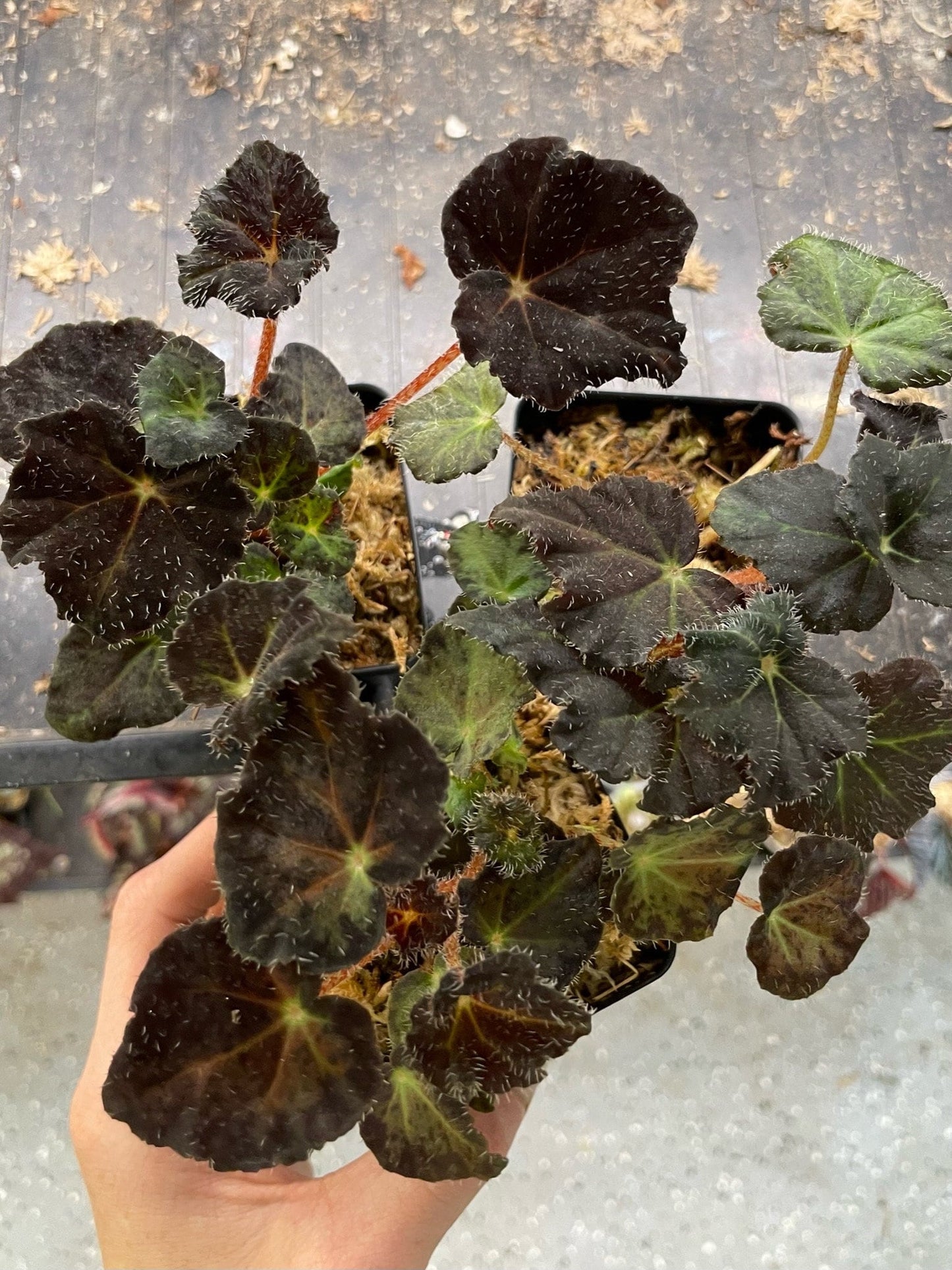 Begonia Hallows Eve