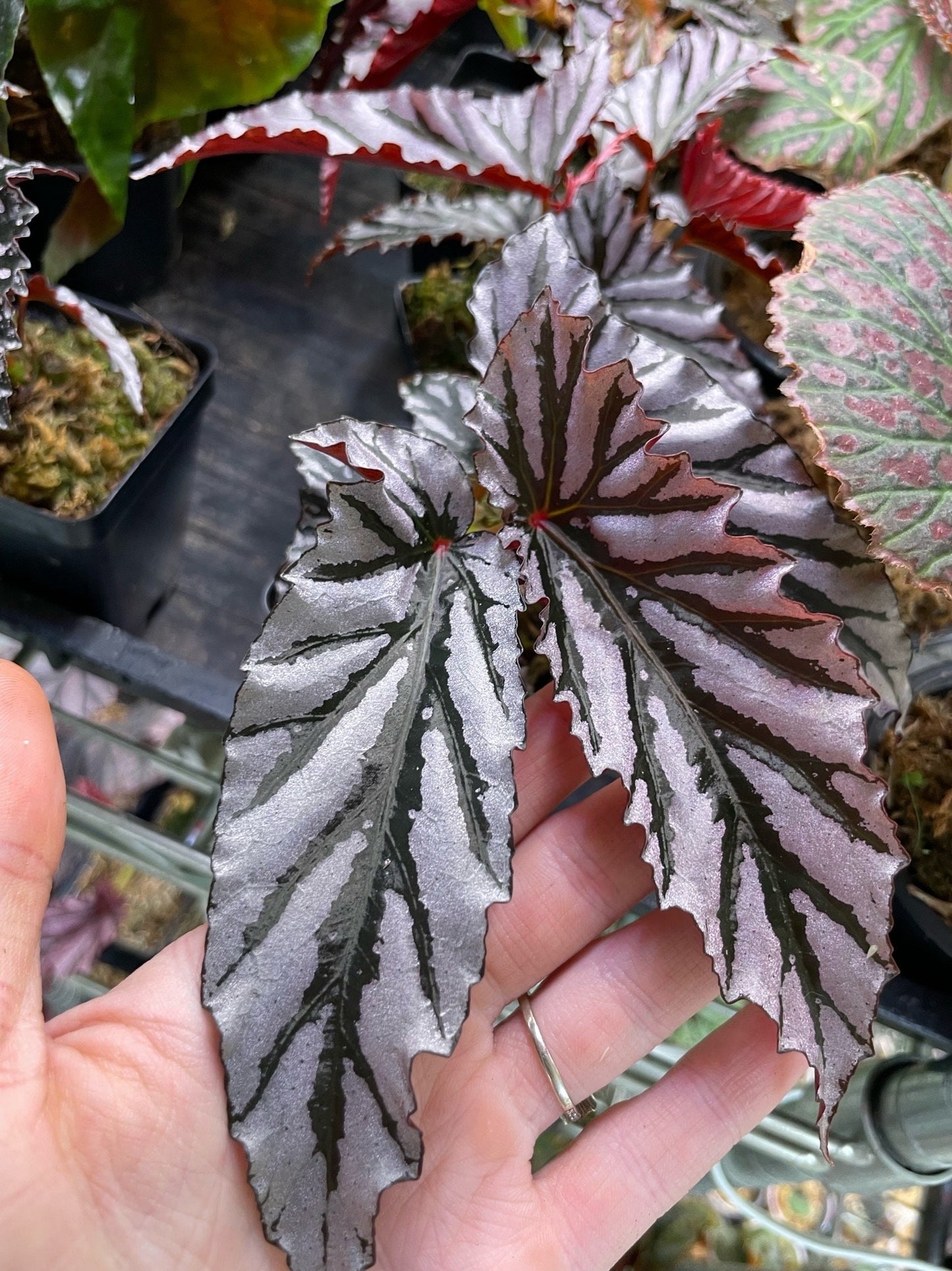 Begonia Guy Savard