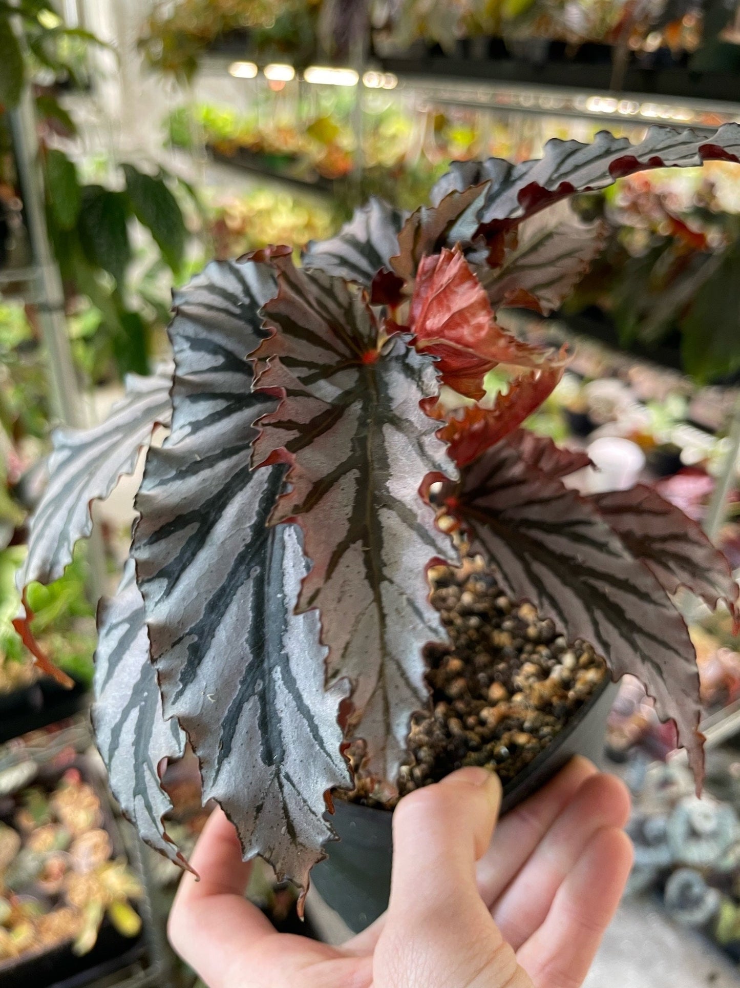 Begonia Guy Savard