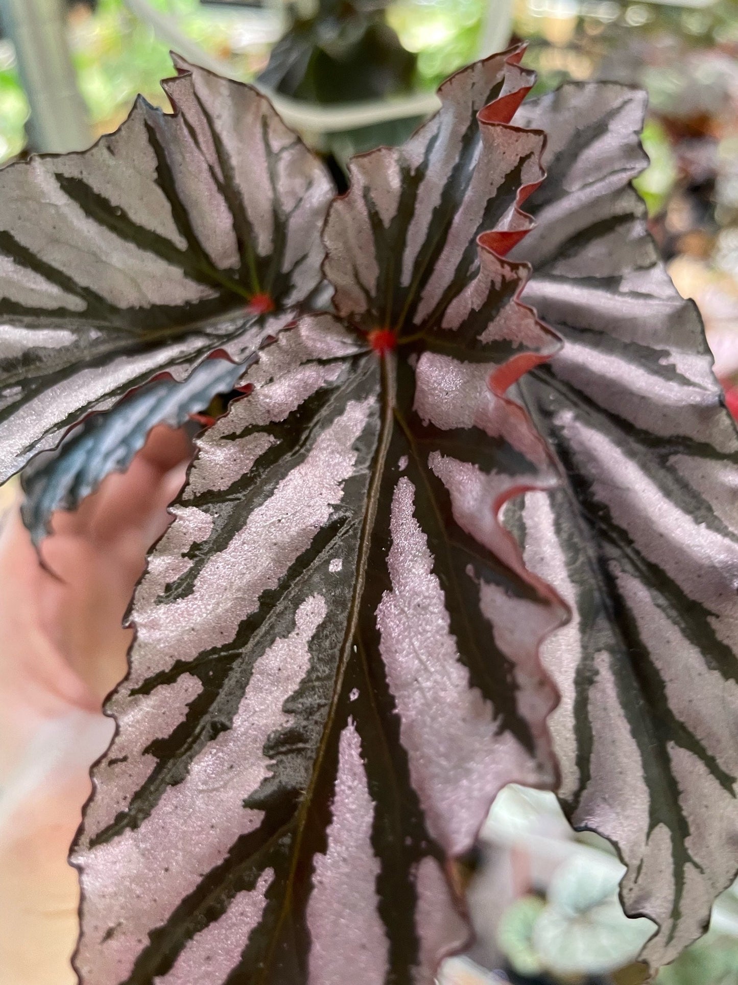 Begonia Guy Savard