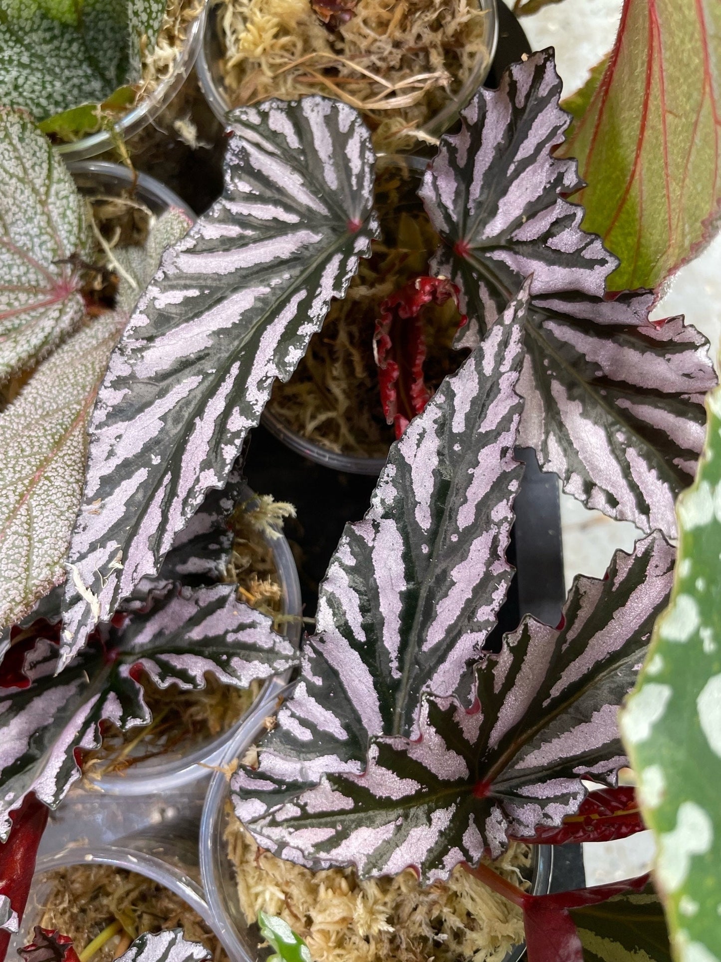 Begonia Guy Savard