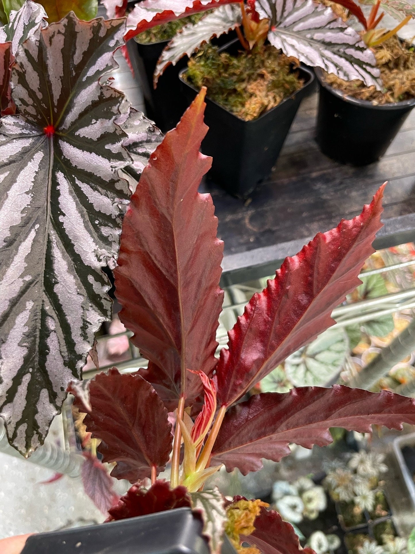 Begonia Guy Savard