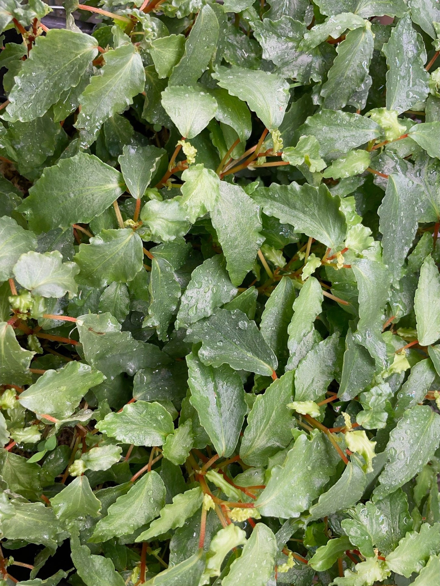 Begonia Cubensis