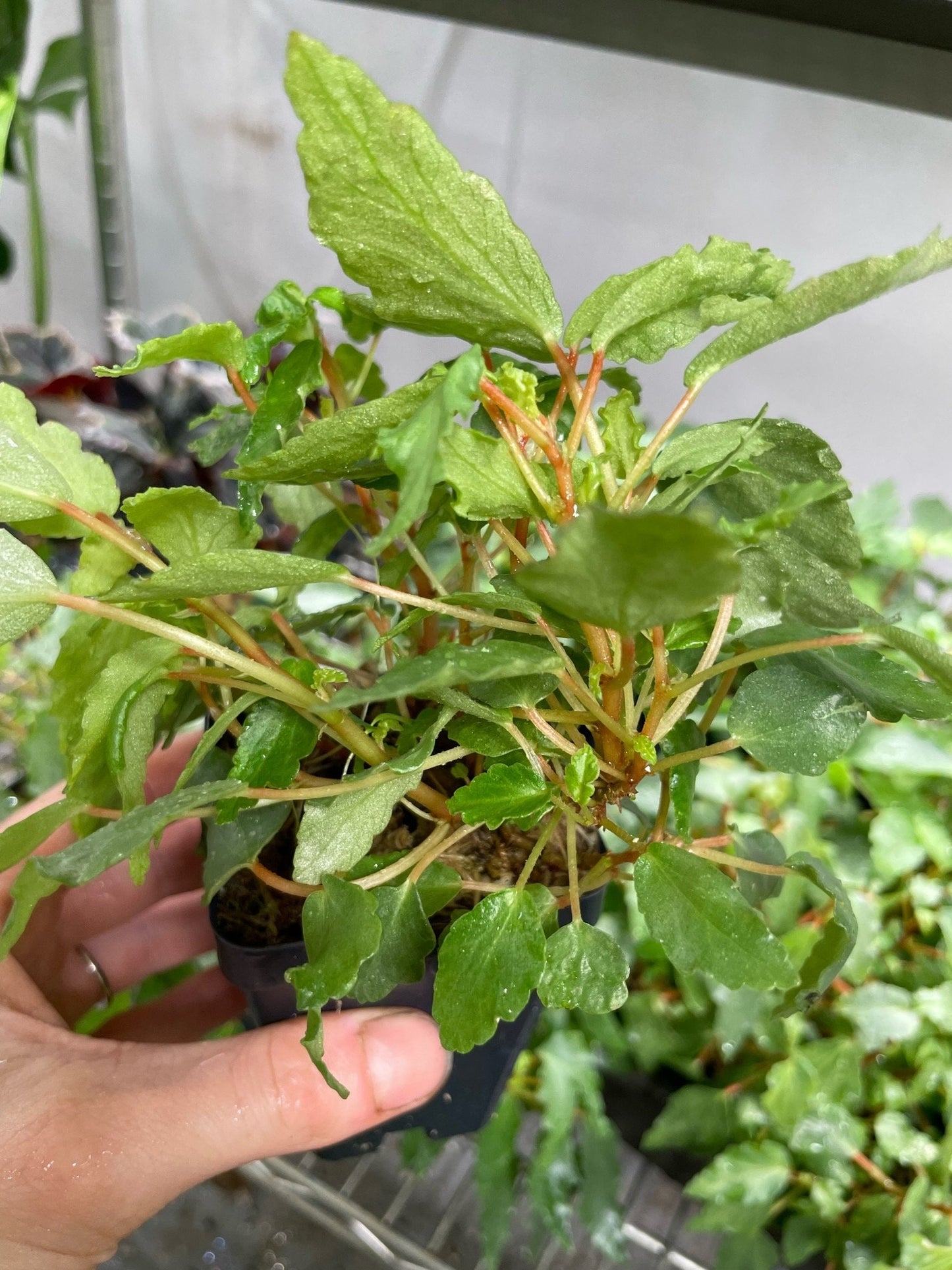 Begonia Cubensis