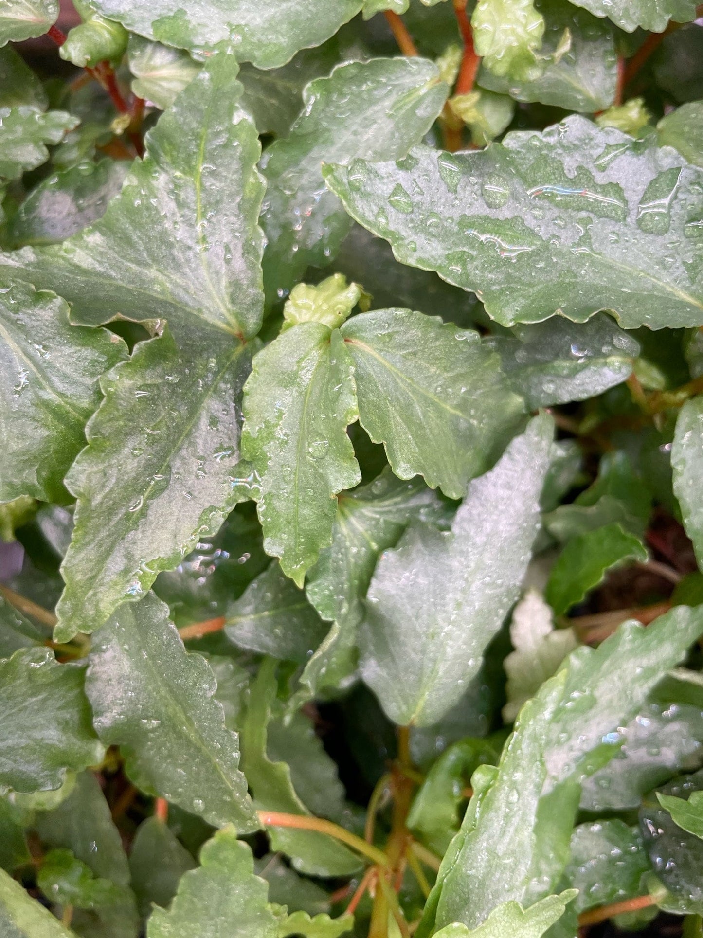 Begonia Cubensis