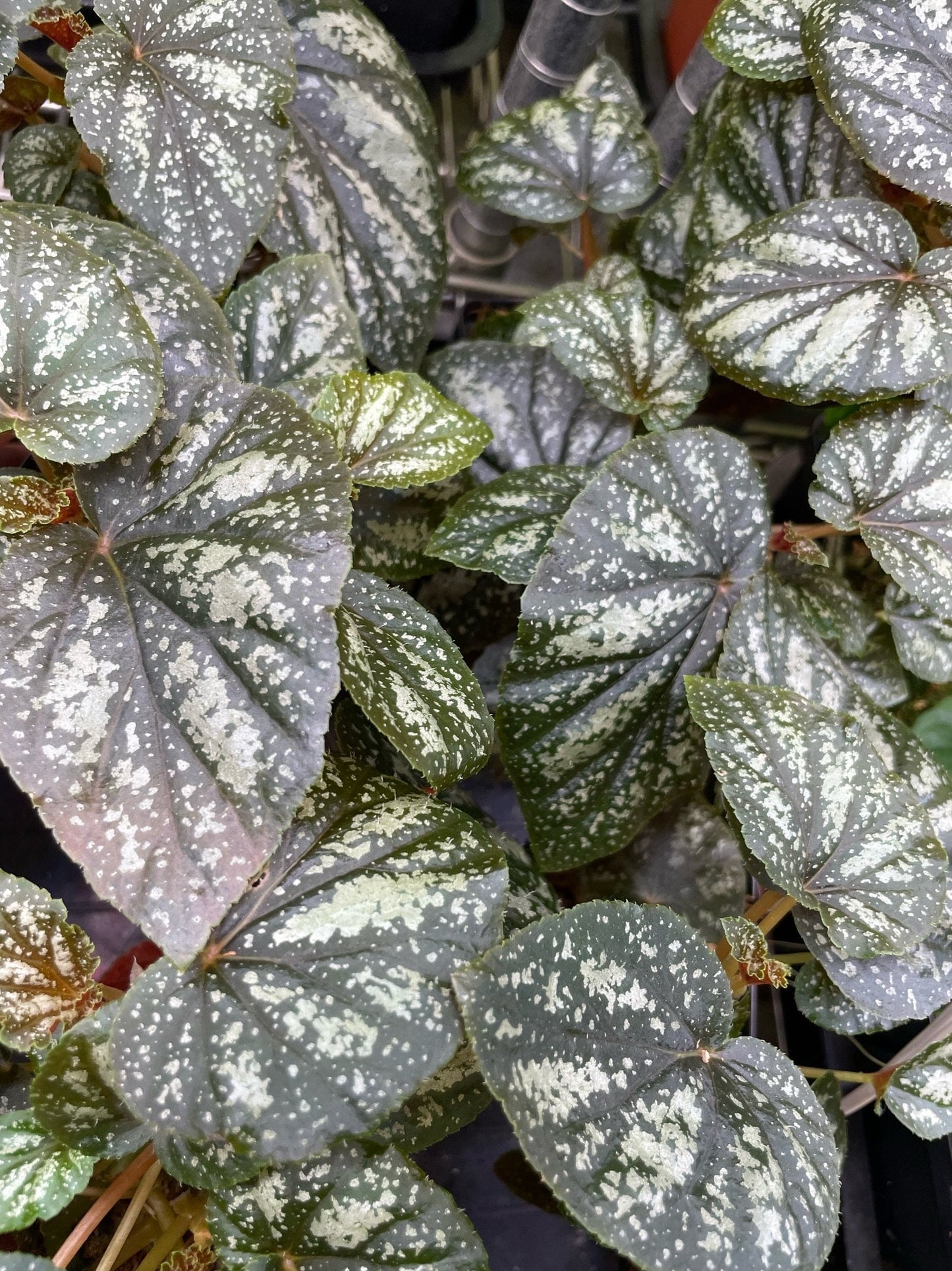 Begonia U168