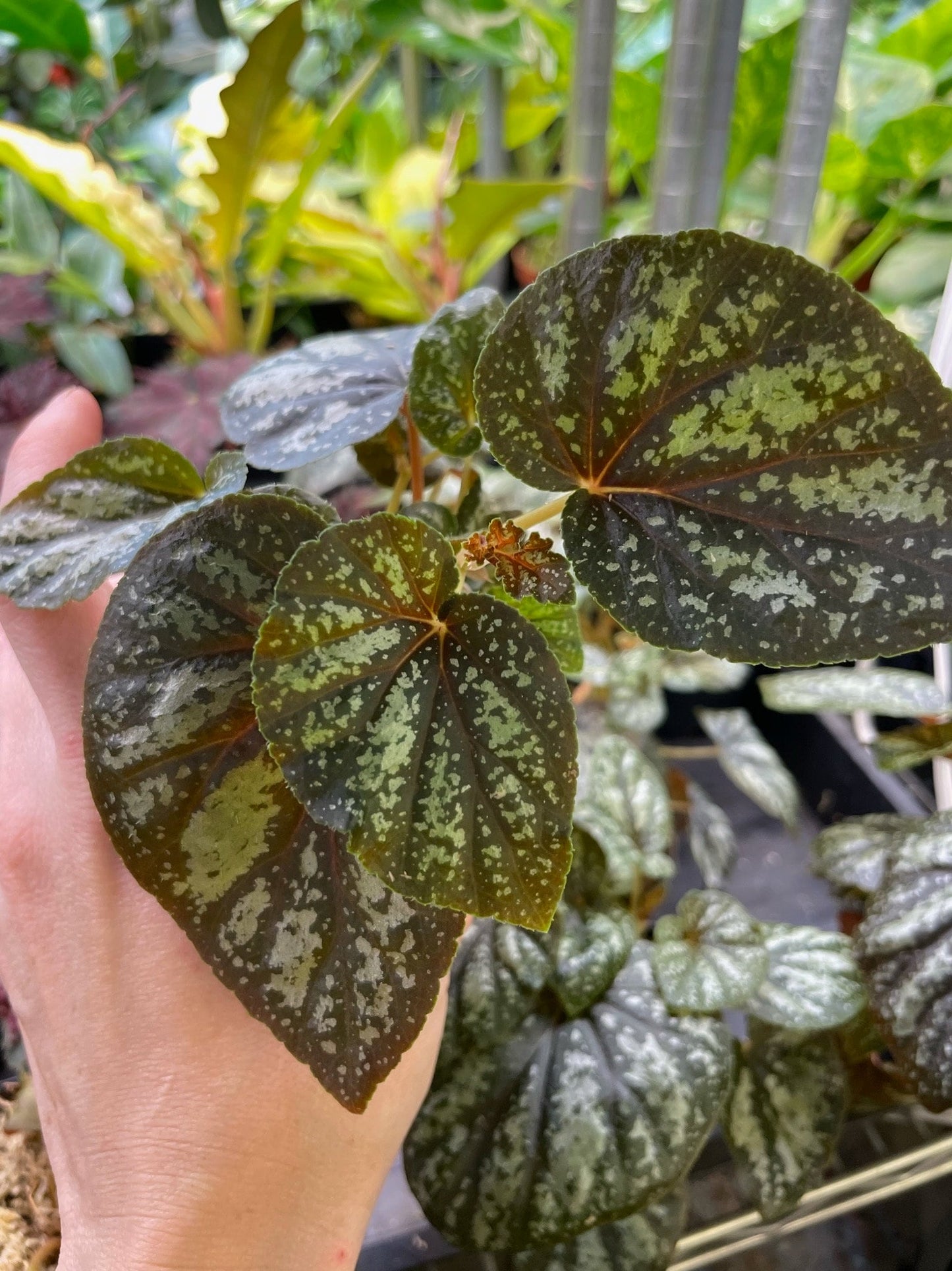 Begonia U168