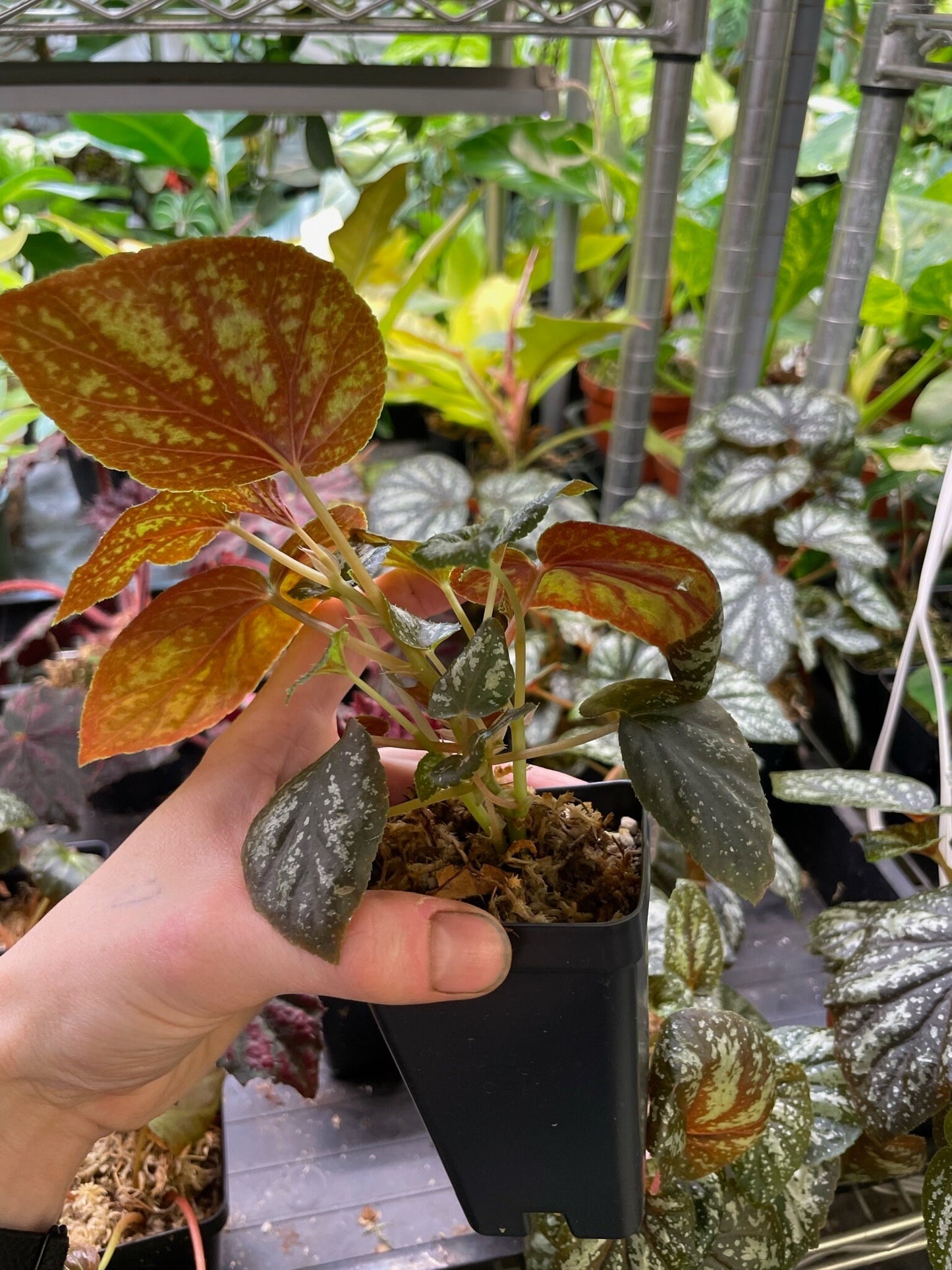 Begonia U168