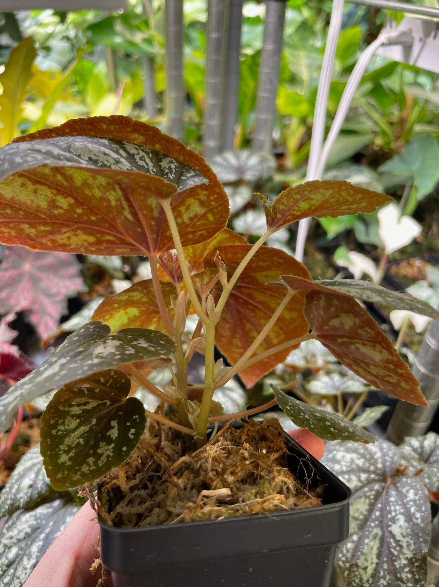 Begonia U168