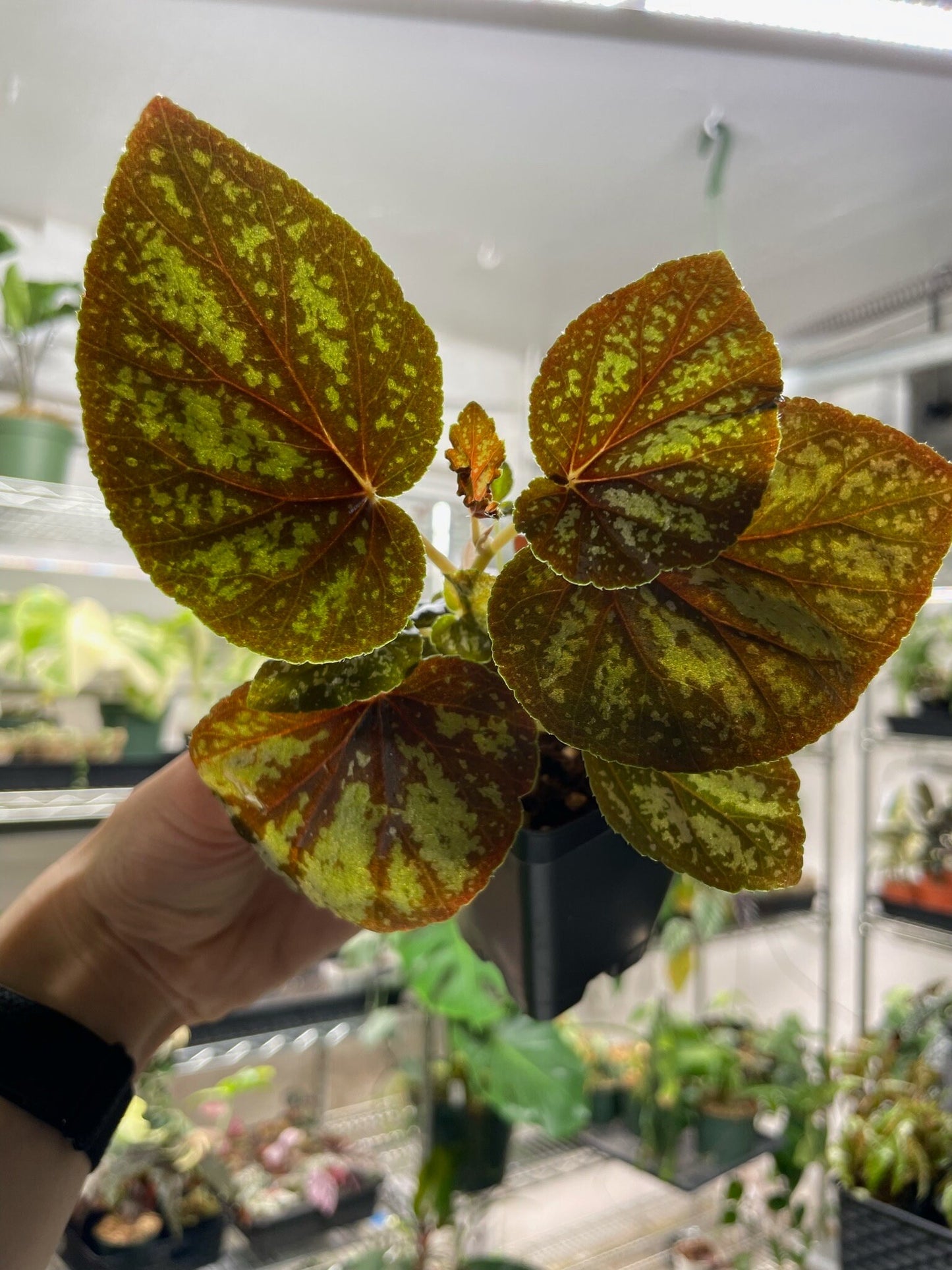 Begonia U168