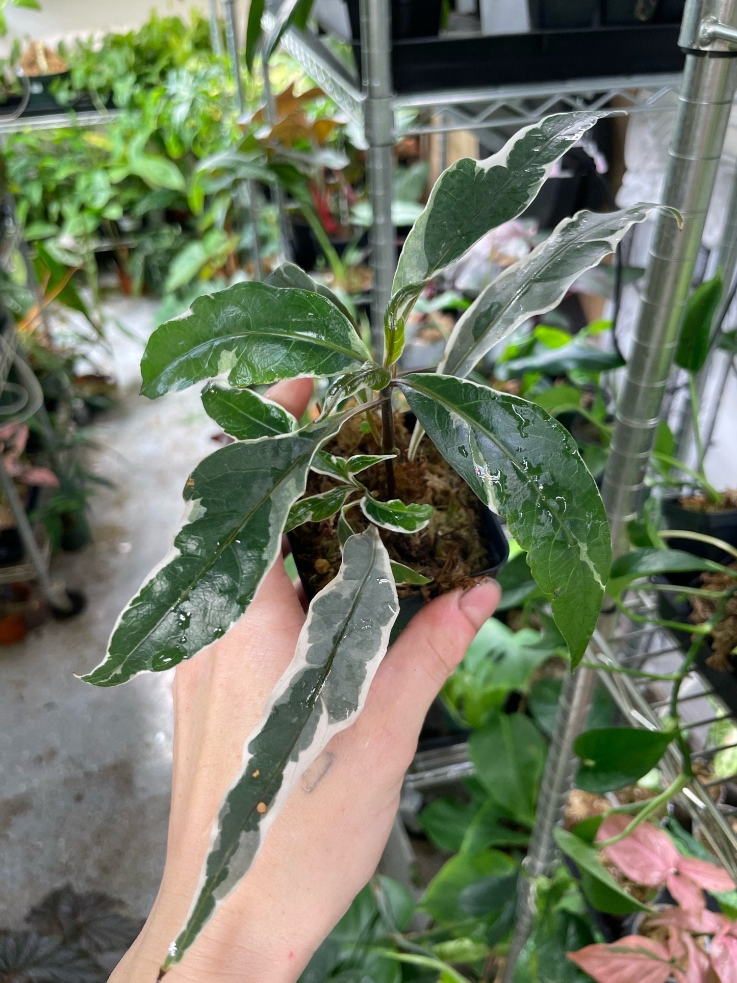 Pseuderanthemum Stainless Steel