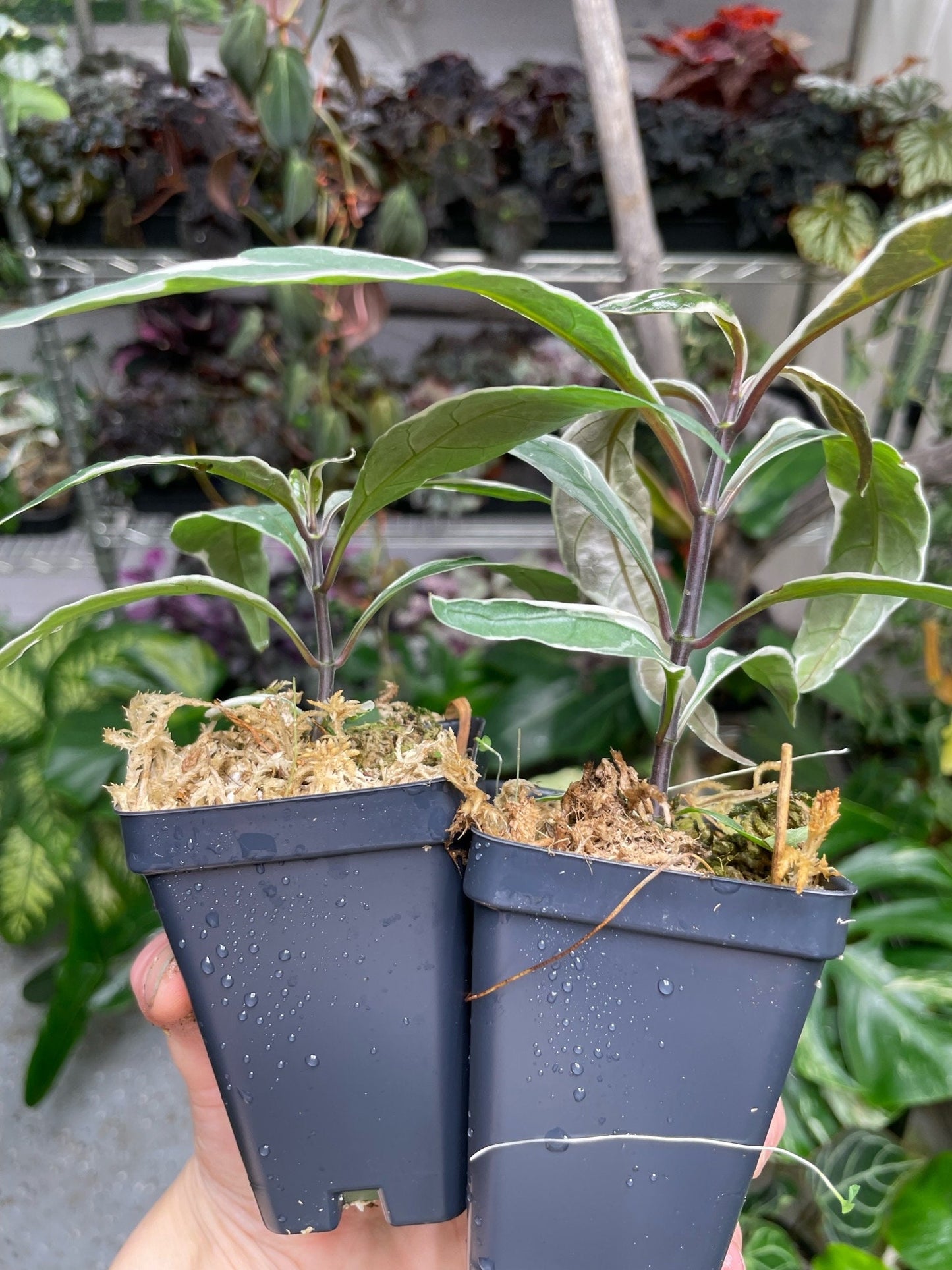 Pseuderanthemum Stainless Steel