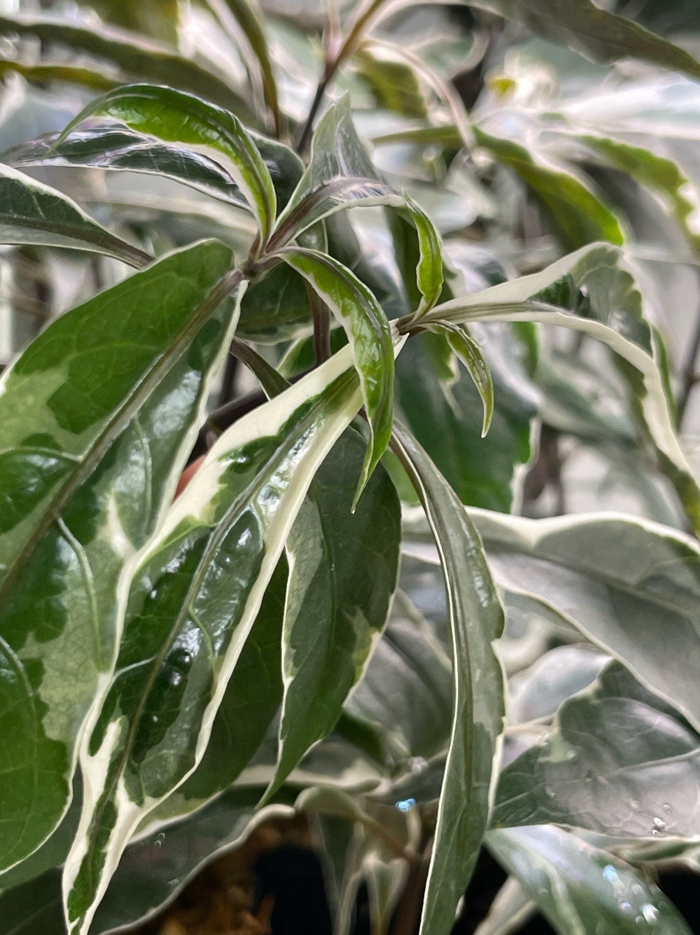 Pseuderanthemum Stainless Steel