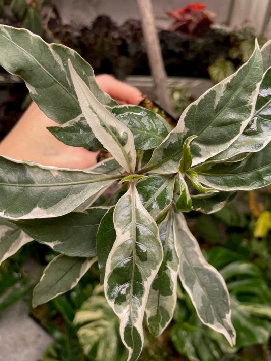 Pseuderanthemum Stainless Steel